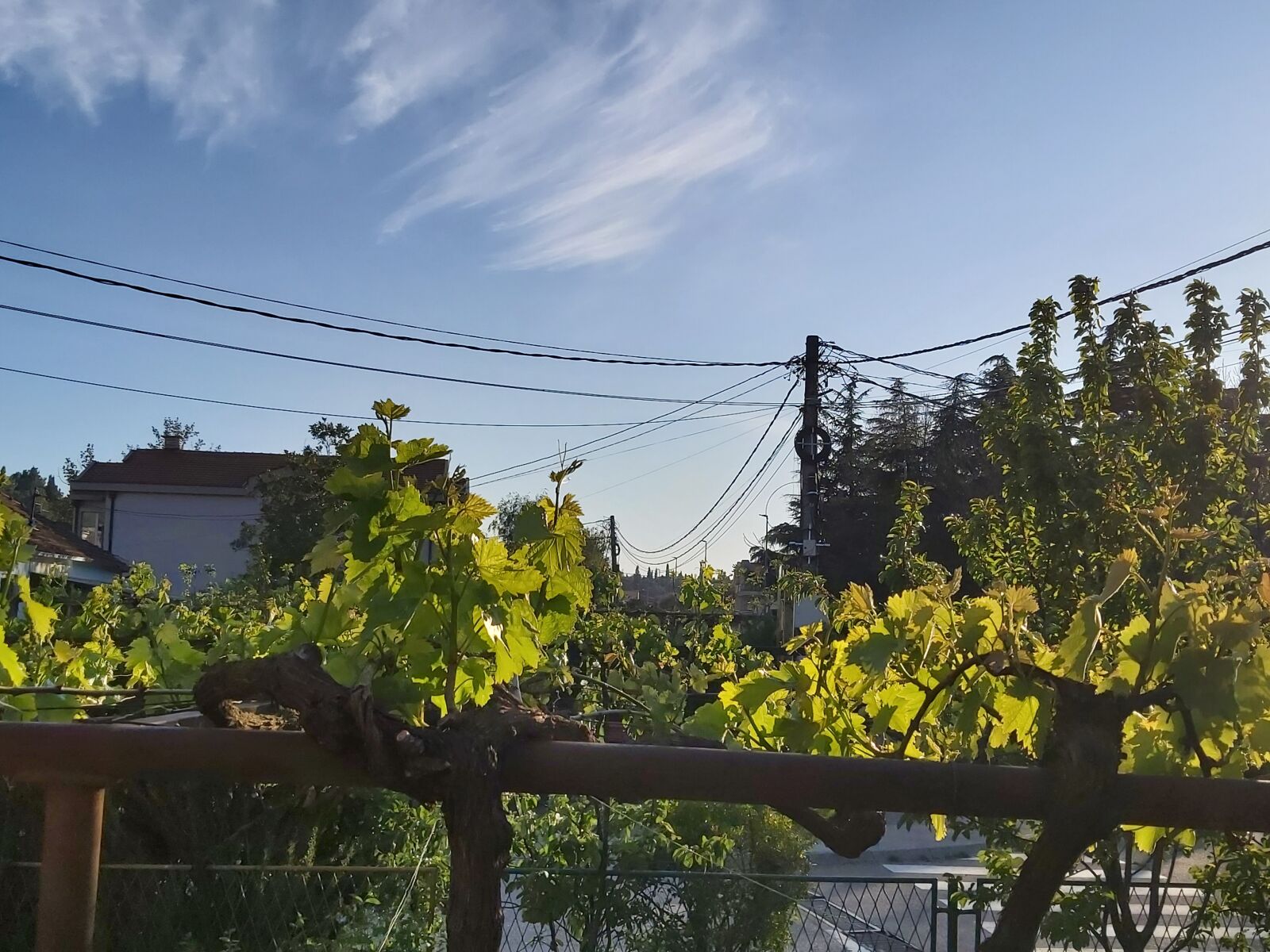 Samsung Galaxy A70 sample photo. Vine grape, grape leaf photography