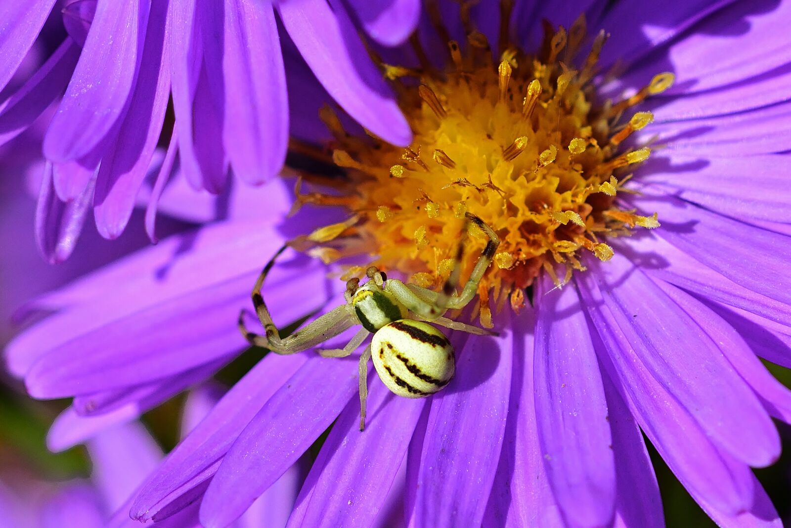 Nikon D5200 sample photo. Dorsata, herbstaster, nature photography