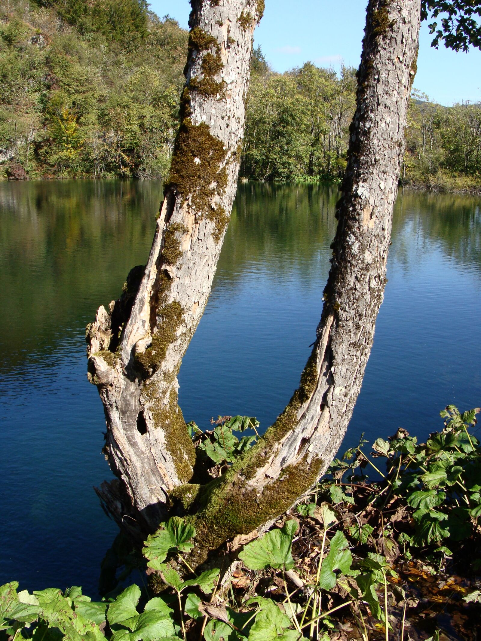 Sony Cyber-shot DSC-H10 sample photo. Tree, trunk, lake photography