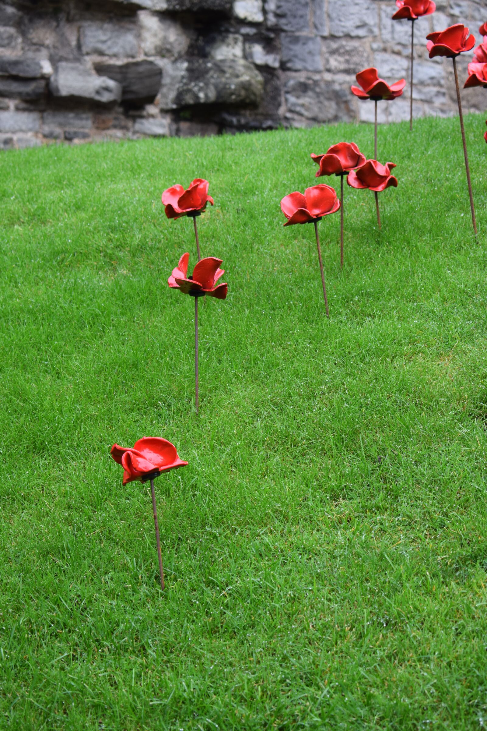 Nikon D5300 sample photo. Poppies, tourism, outdoor photography