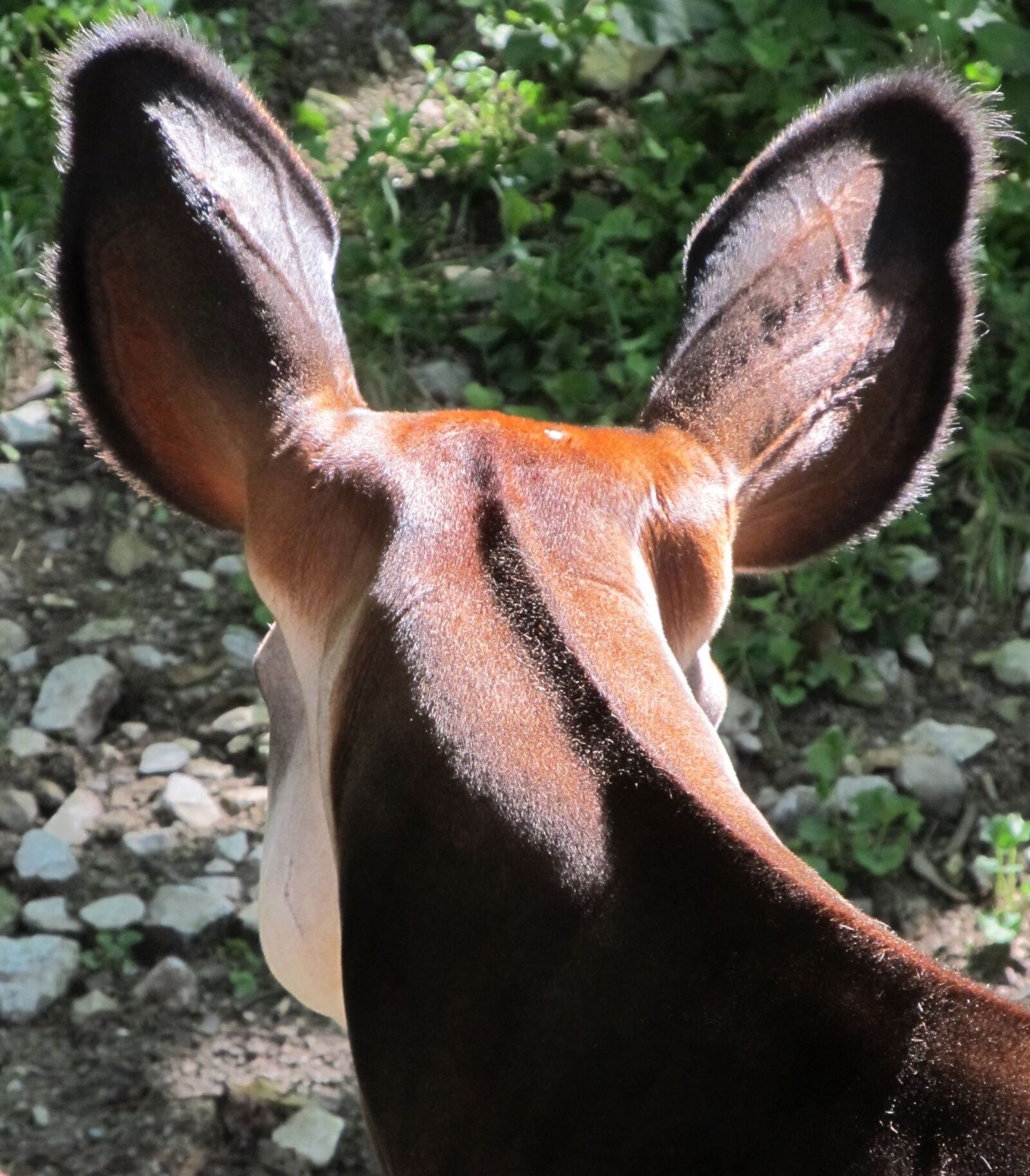 Canon PowerShot SX130 IS sample photo. Okapi, ears, head photography