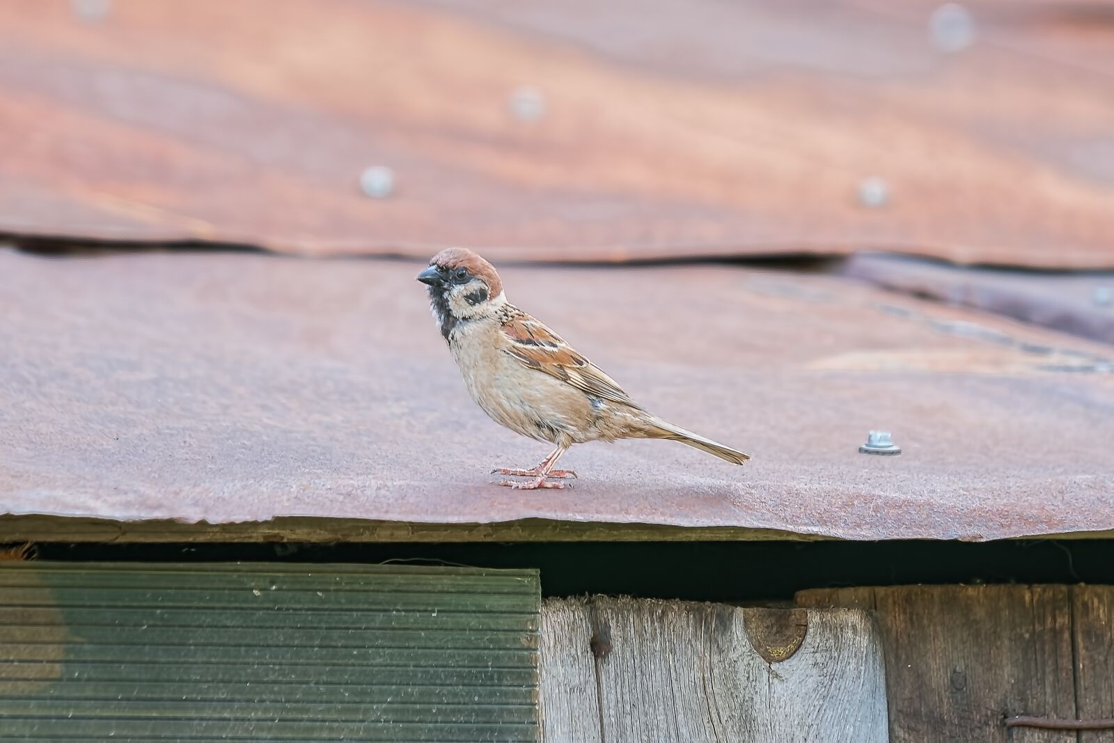 Nikon D7200 sample photo. Sparrow, birds, plumage photography