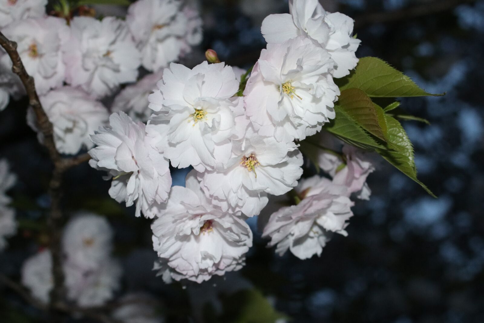 Canon EOS 80D + Canon EF 28-80mm f/3.5-5.6 sample photo. Cherry blossom, japan, sakura photography