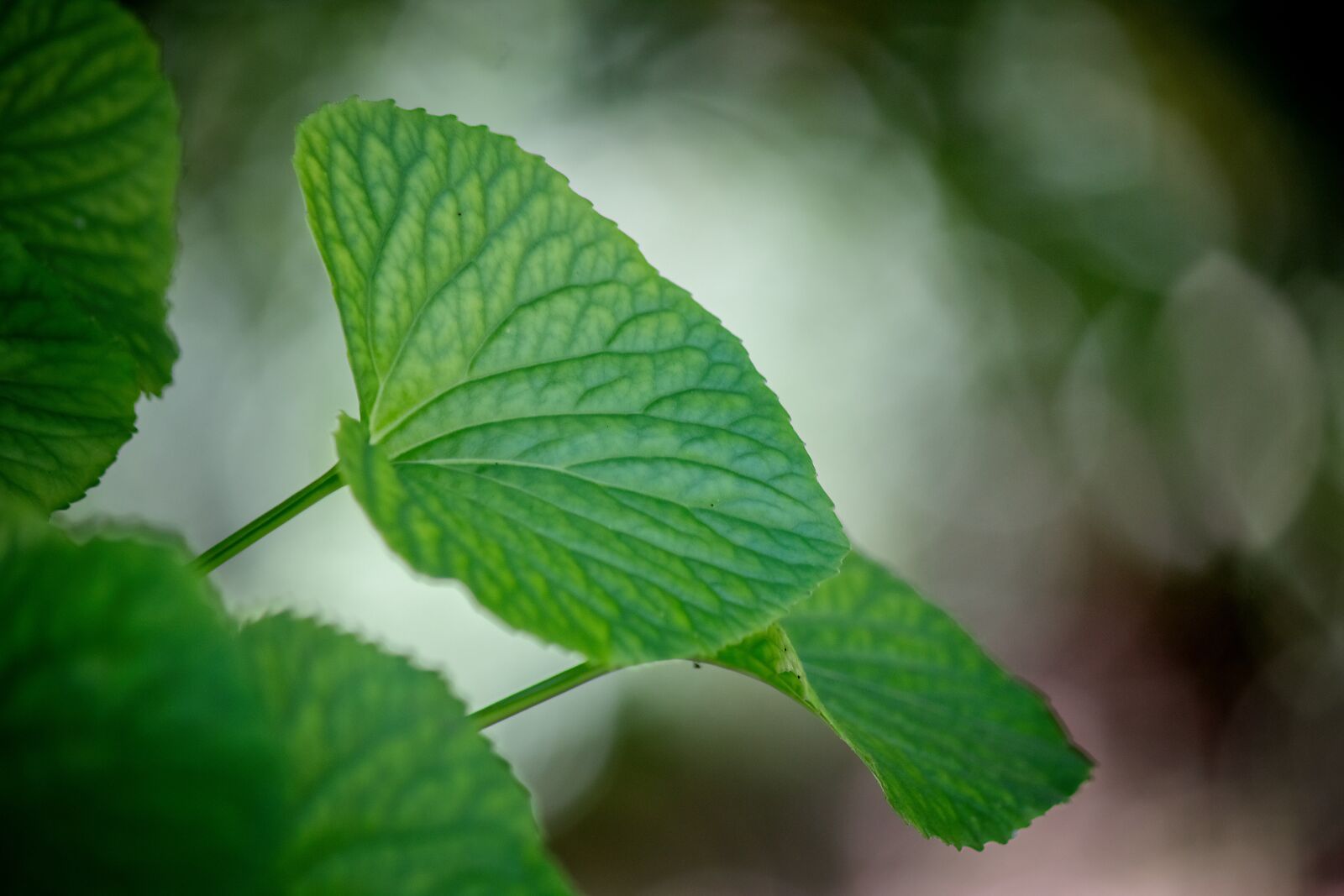 Canon EOS 600D (Rebel EOS T3i / EOS Kiss X5) sample photo. Leaves, leaf, bokeh photography