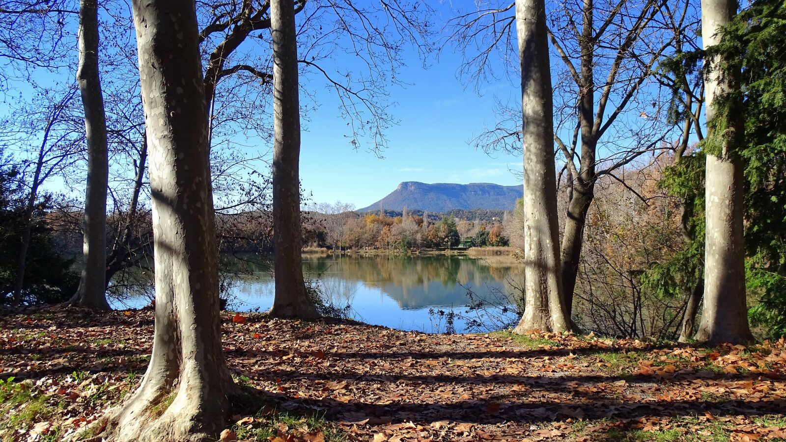 Sony Cyber-shot DSC-HX400V sample photo. Trees, lake, trunk photography