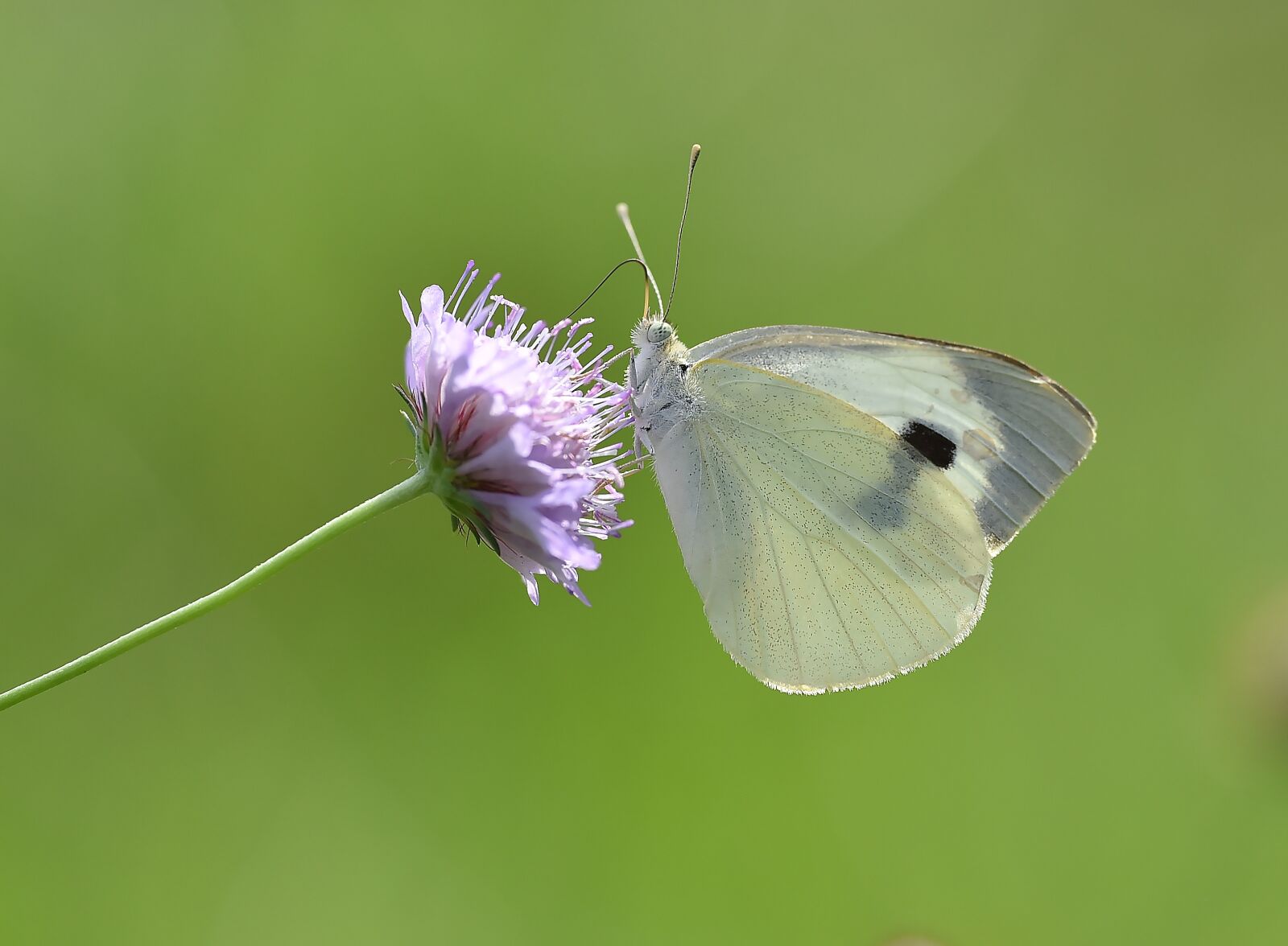 Nikon D750 sample photo. Butterfly, macro, kelebek photography