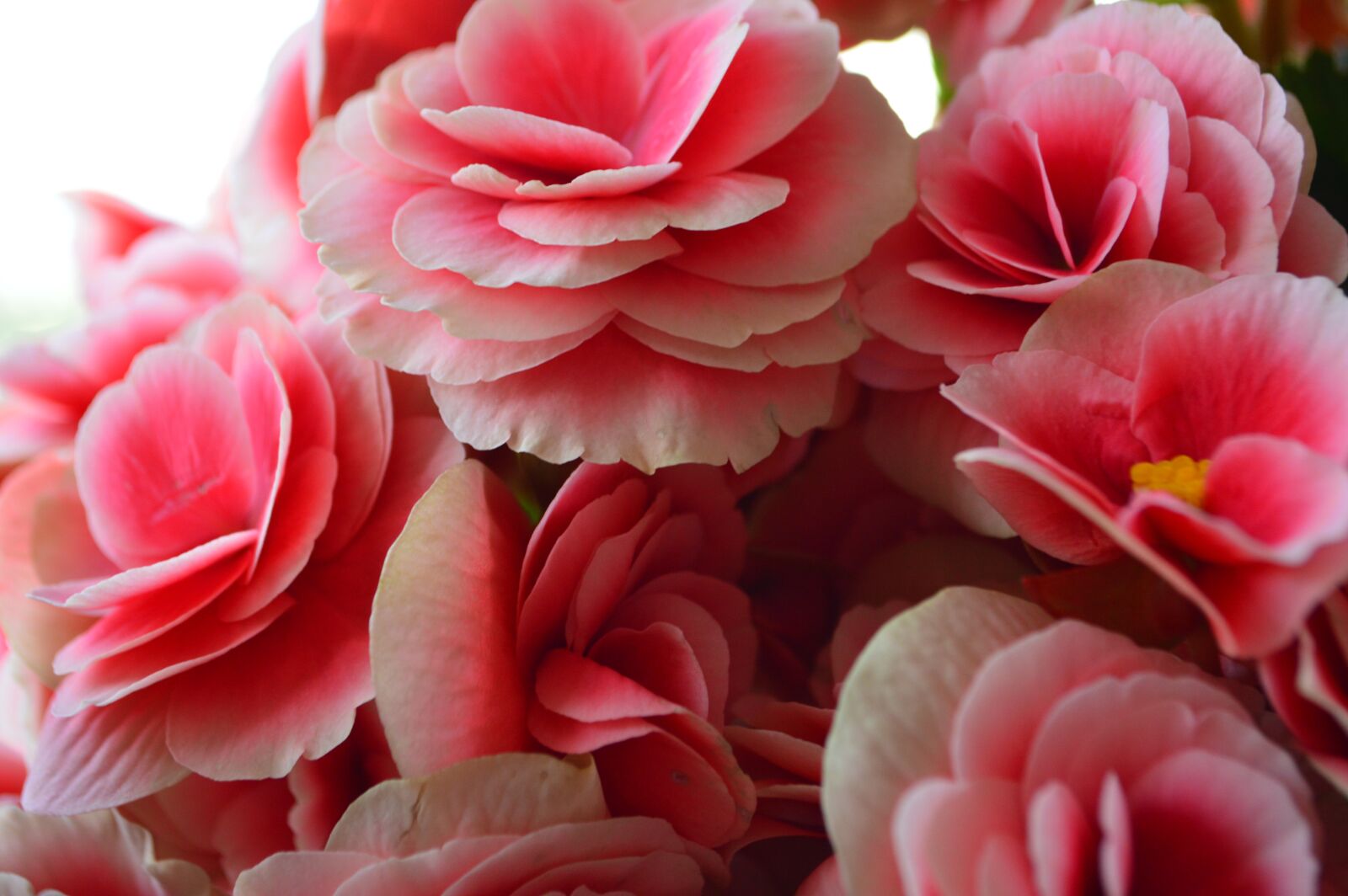 Nikon D3200 sample photo. Pink, flowers, bouquet photography