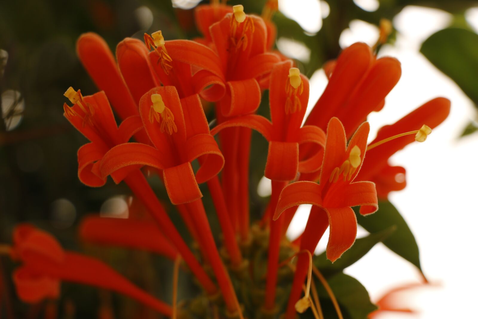 Canon EOS 70D sample photo. Flowers, plant, nature photography