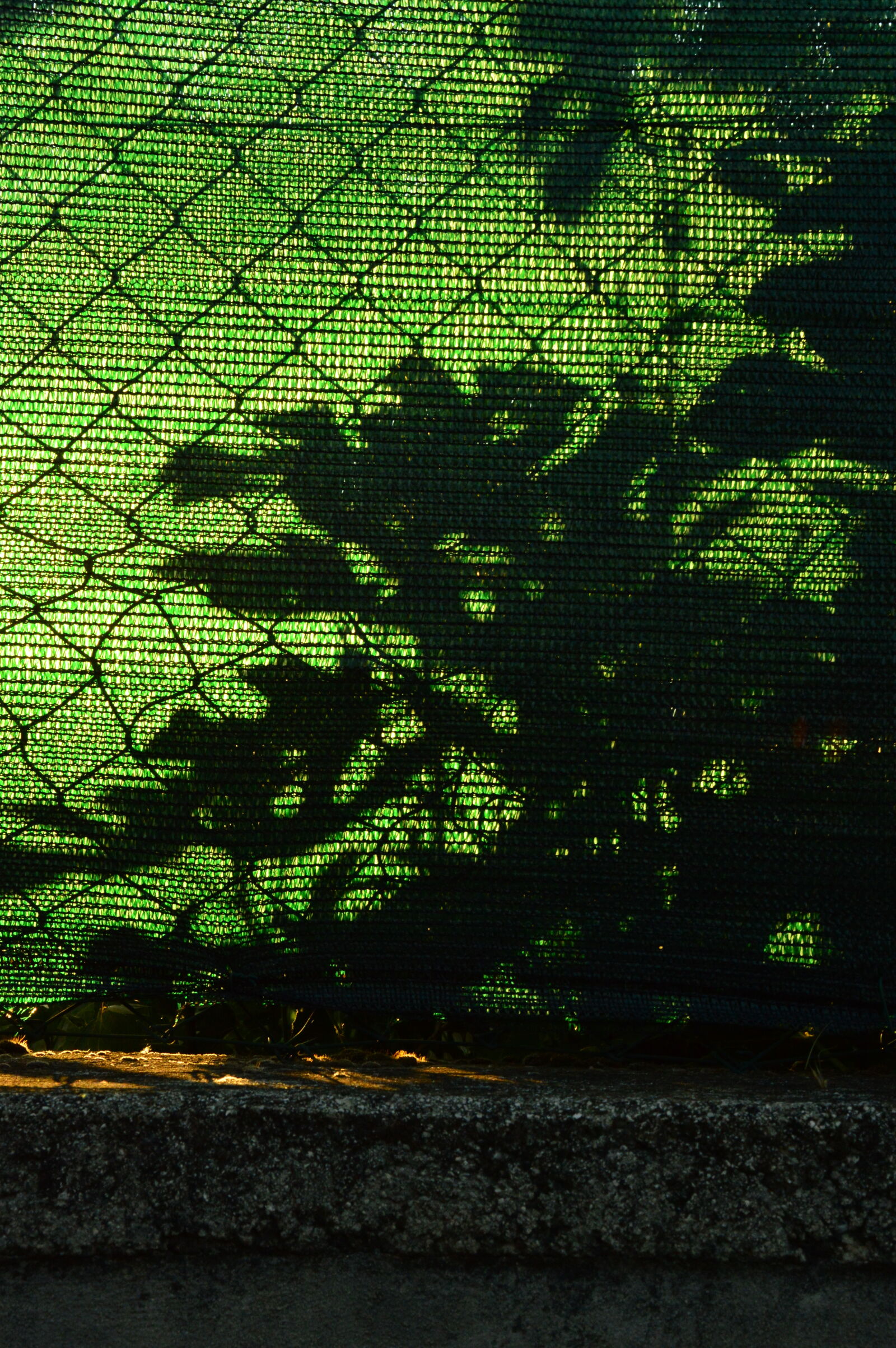 Nikon D3200 sample photo. In, a, cage photography