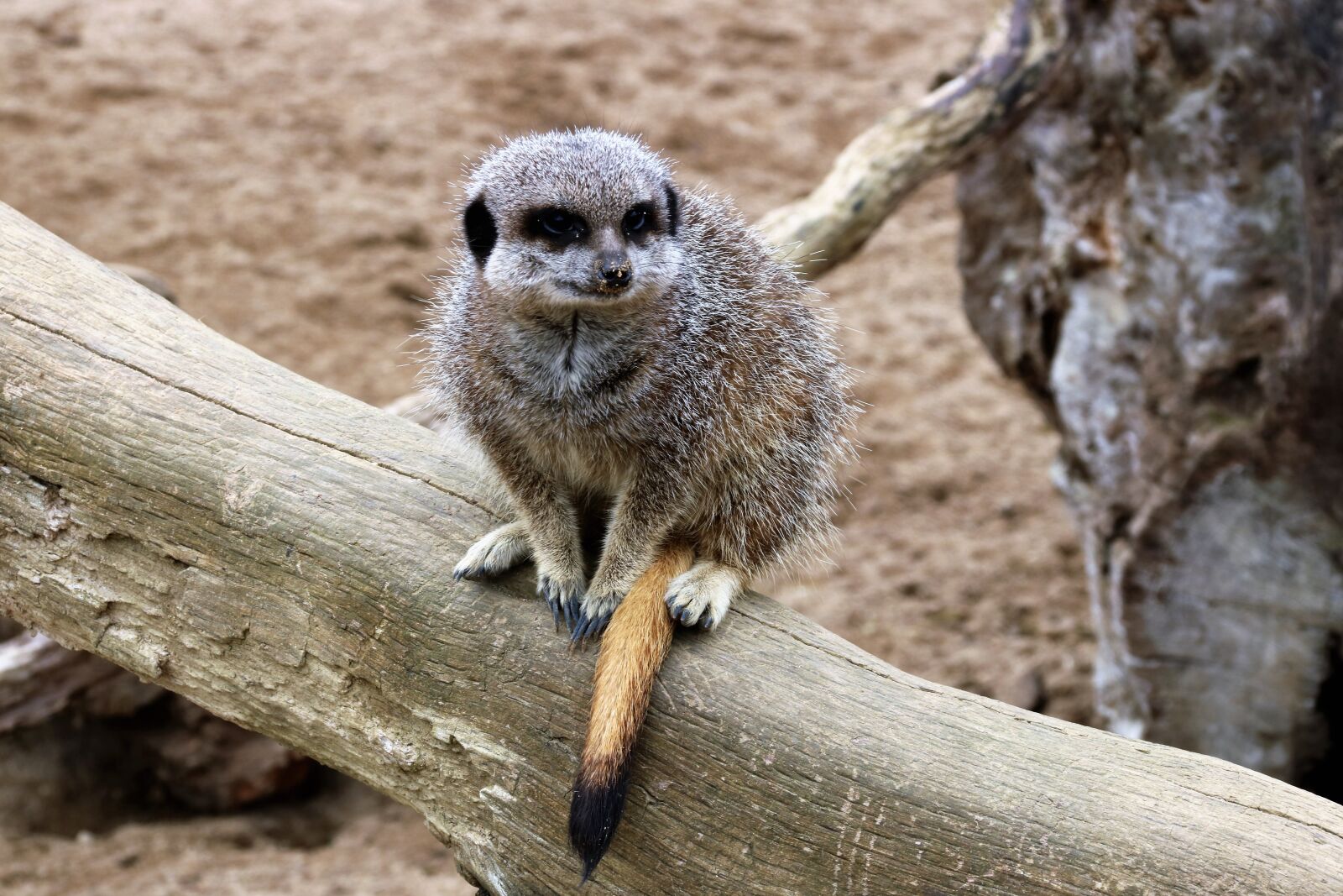 Canon EOS 760D (EOS Rebel T6s / EOS 8000D) sample photo. Meerkat, mammal, animal photography