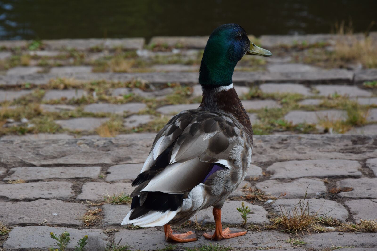 Nikon D5300 sample photo. View, birds, portrait photography
