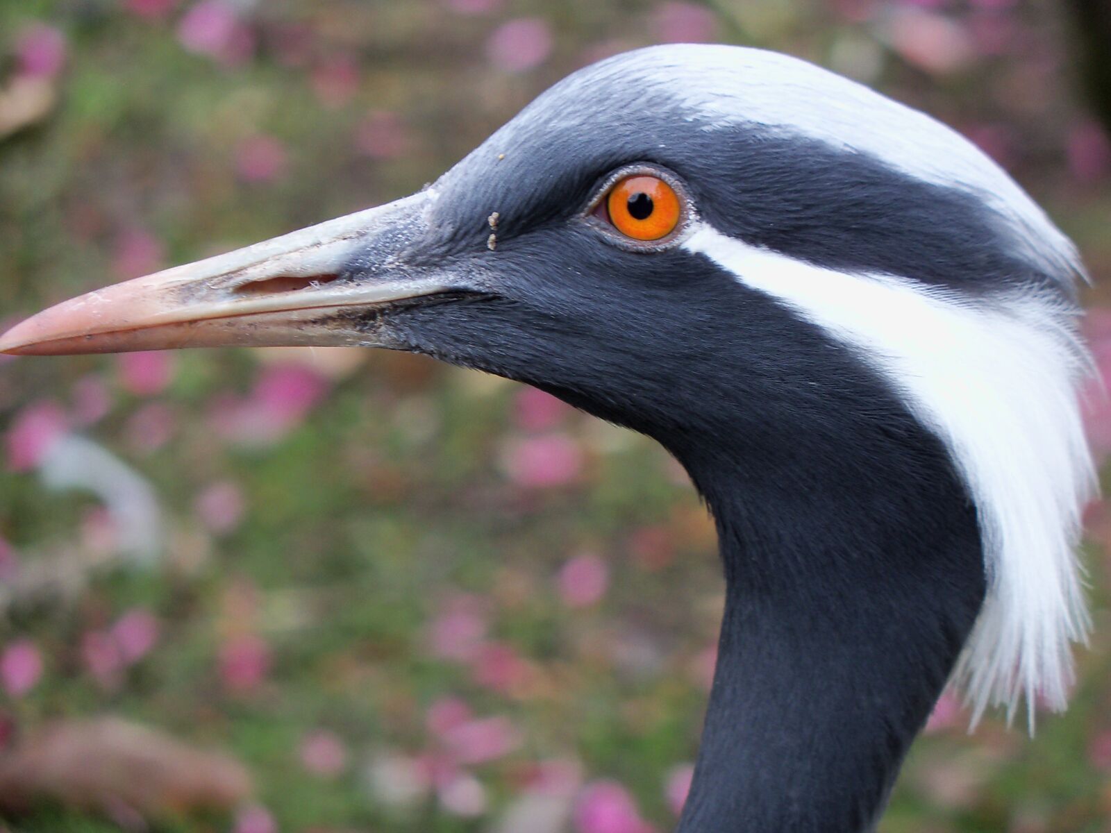 Kodak EasyShare Z915 sample photo. Zoo de beauval, bird photography