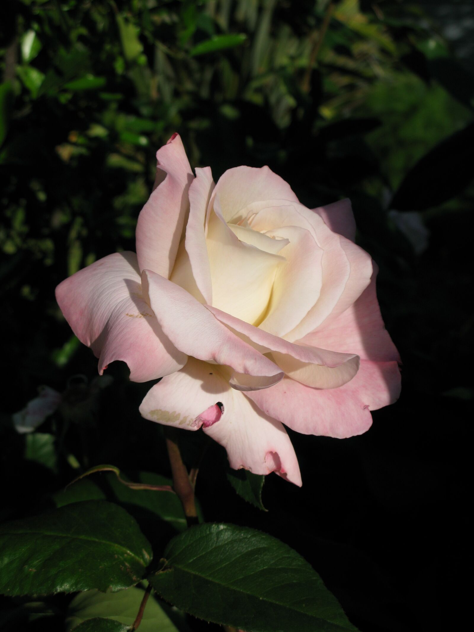 Canon POWERSHOT G9 sample photo. Flower, rose, pink photography