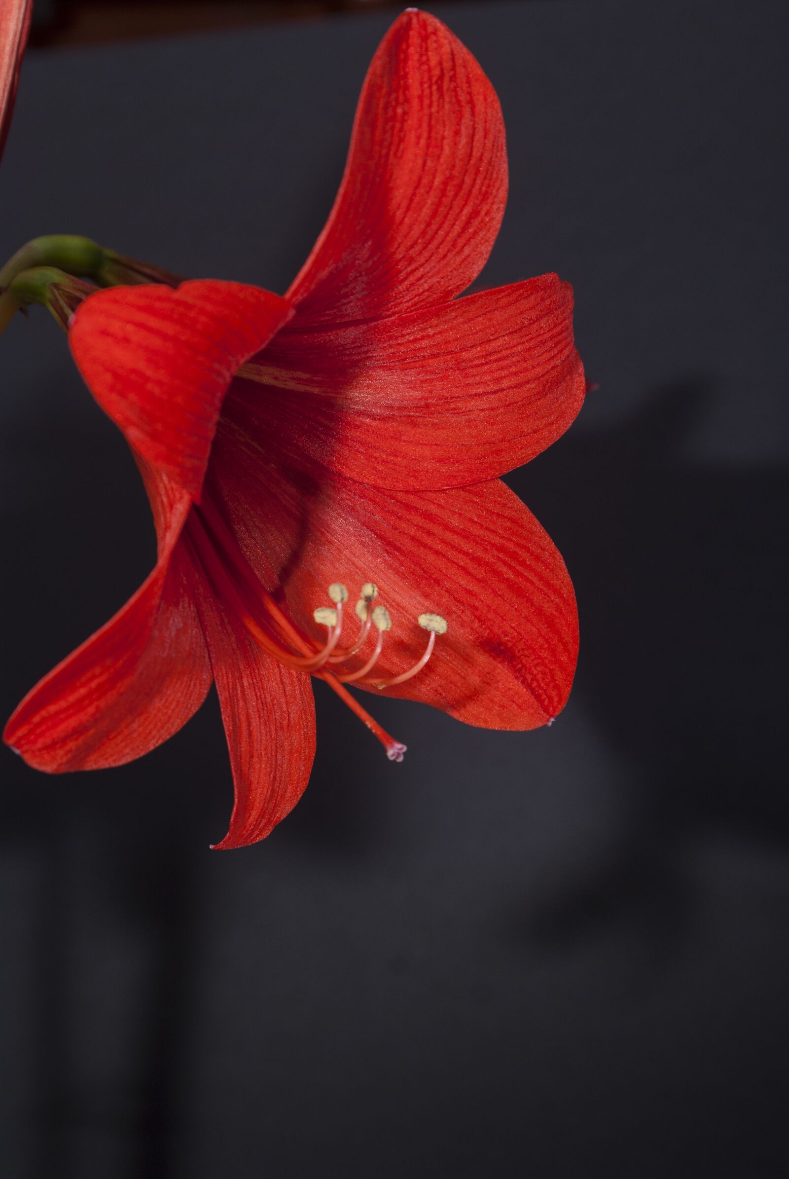 Sony Alpha DSLR-A100 sample photo. Hippeastrum, red, simple photography