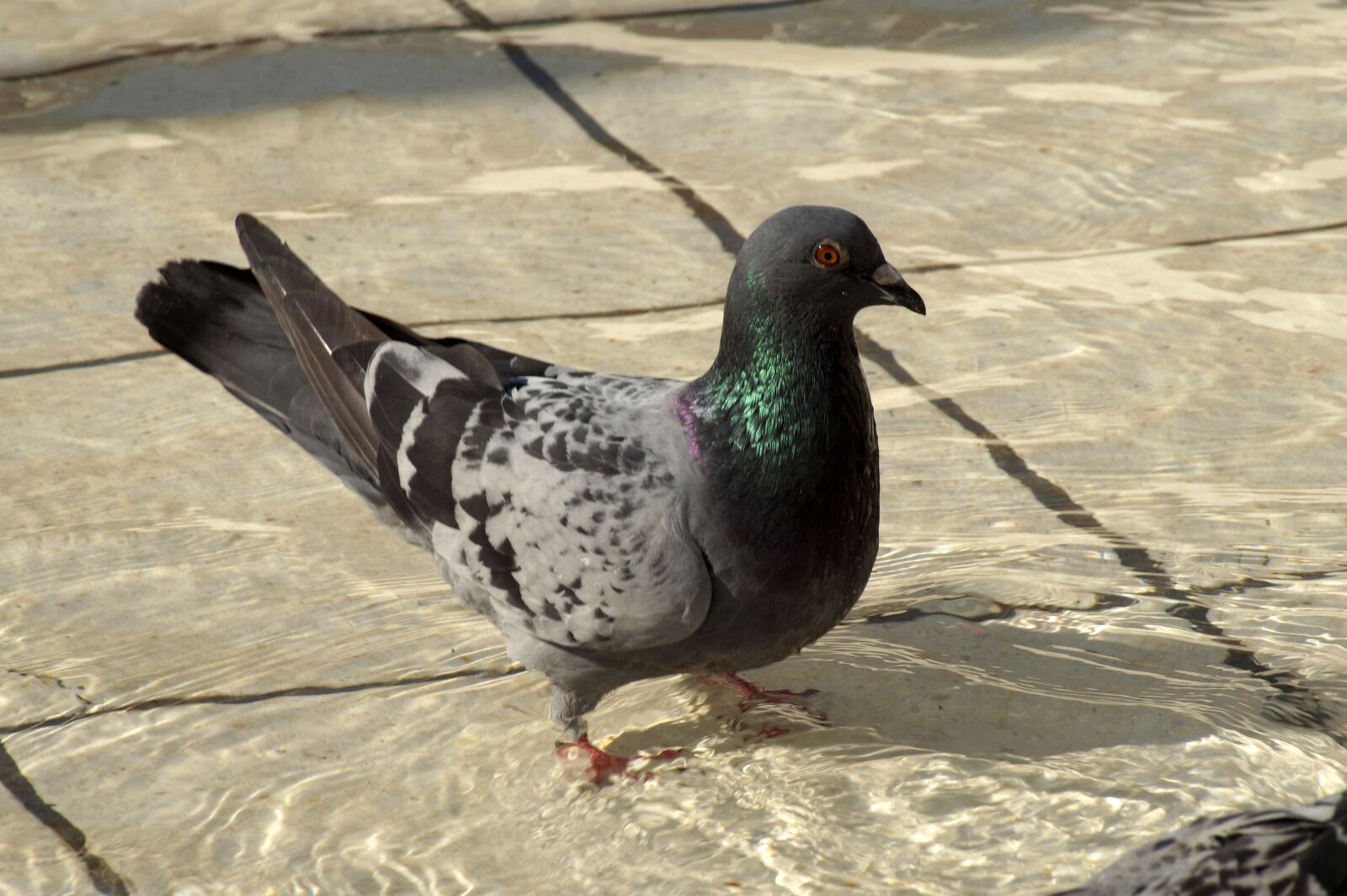 Sony SLT-A58 sample photo. Dove, water, bird photography