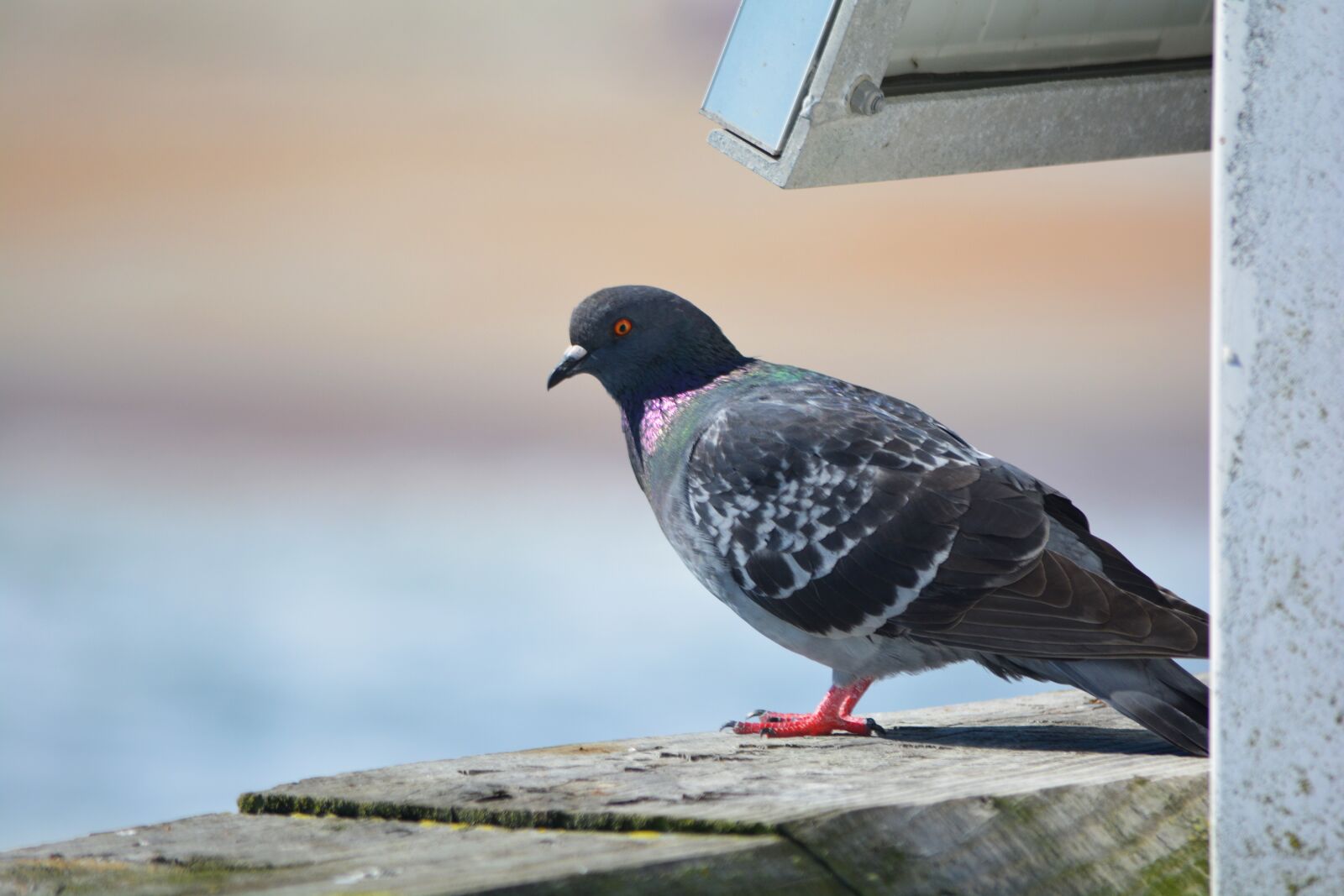 Nikon D5200 sample photo. Bird, pier, sea photography