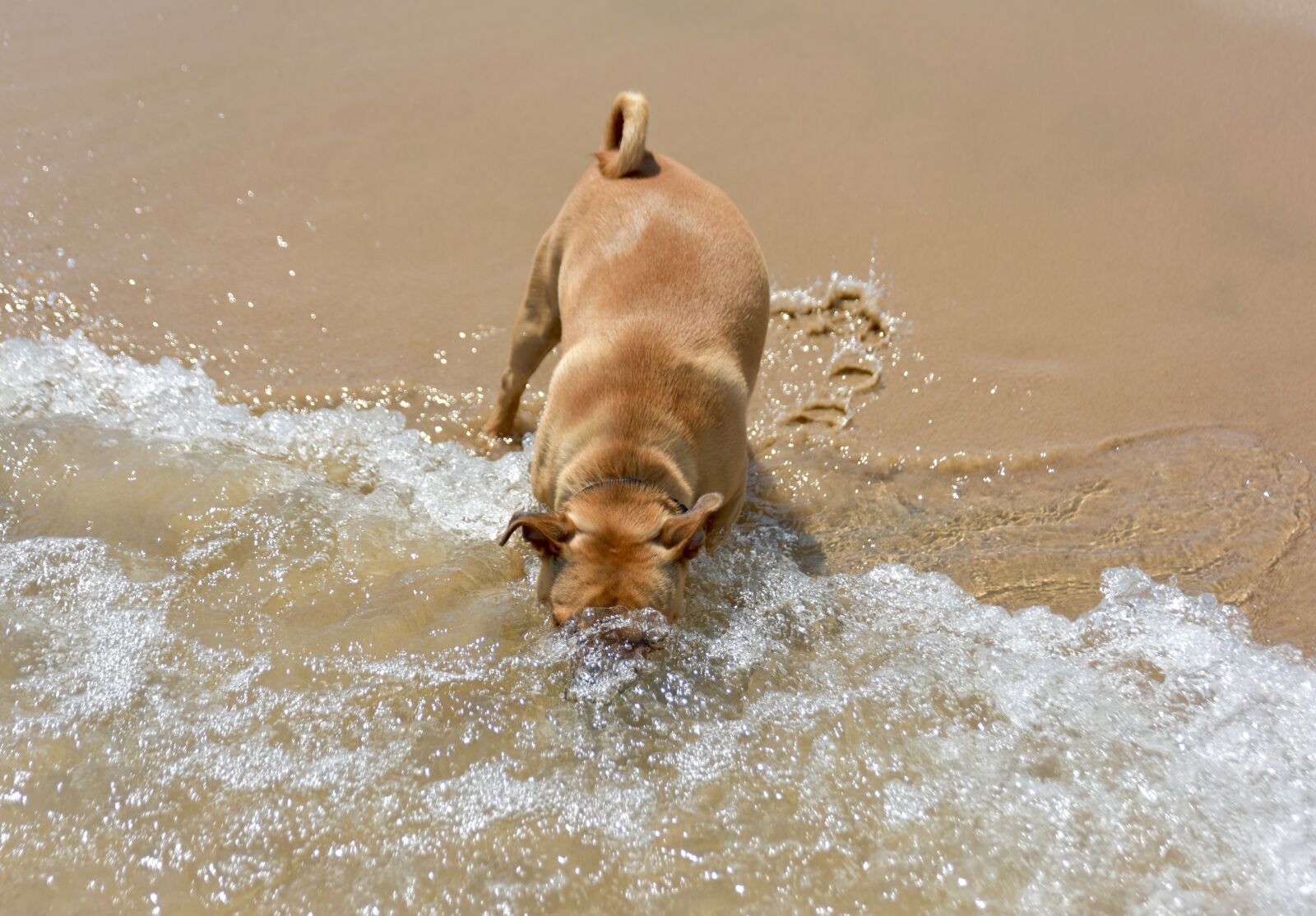 Nikon D810 sample photo. Dog, puppy, pet photography