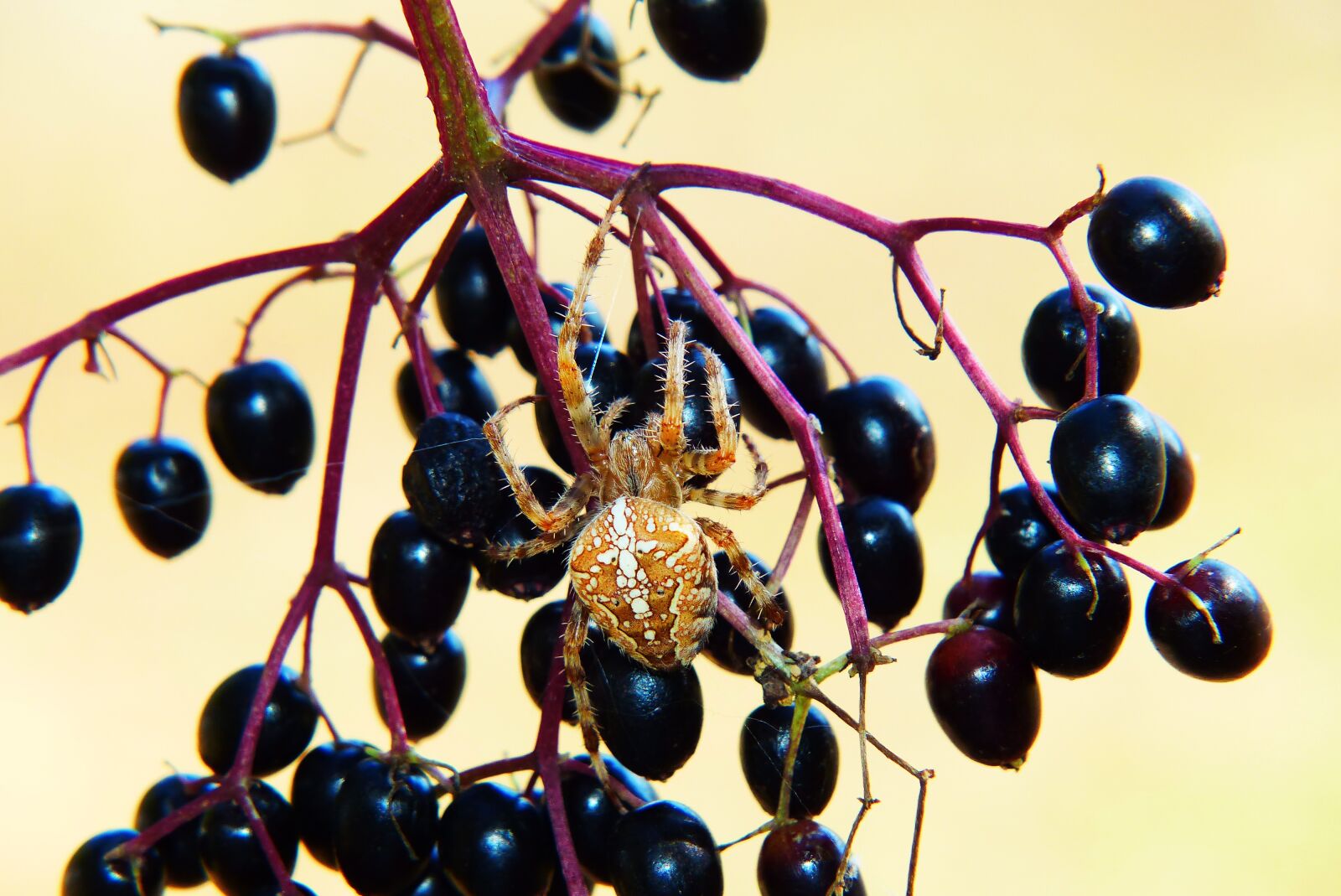 Panasonic Lumix DMC-FZ200 sample photo. But when orange, spider photography