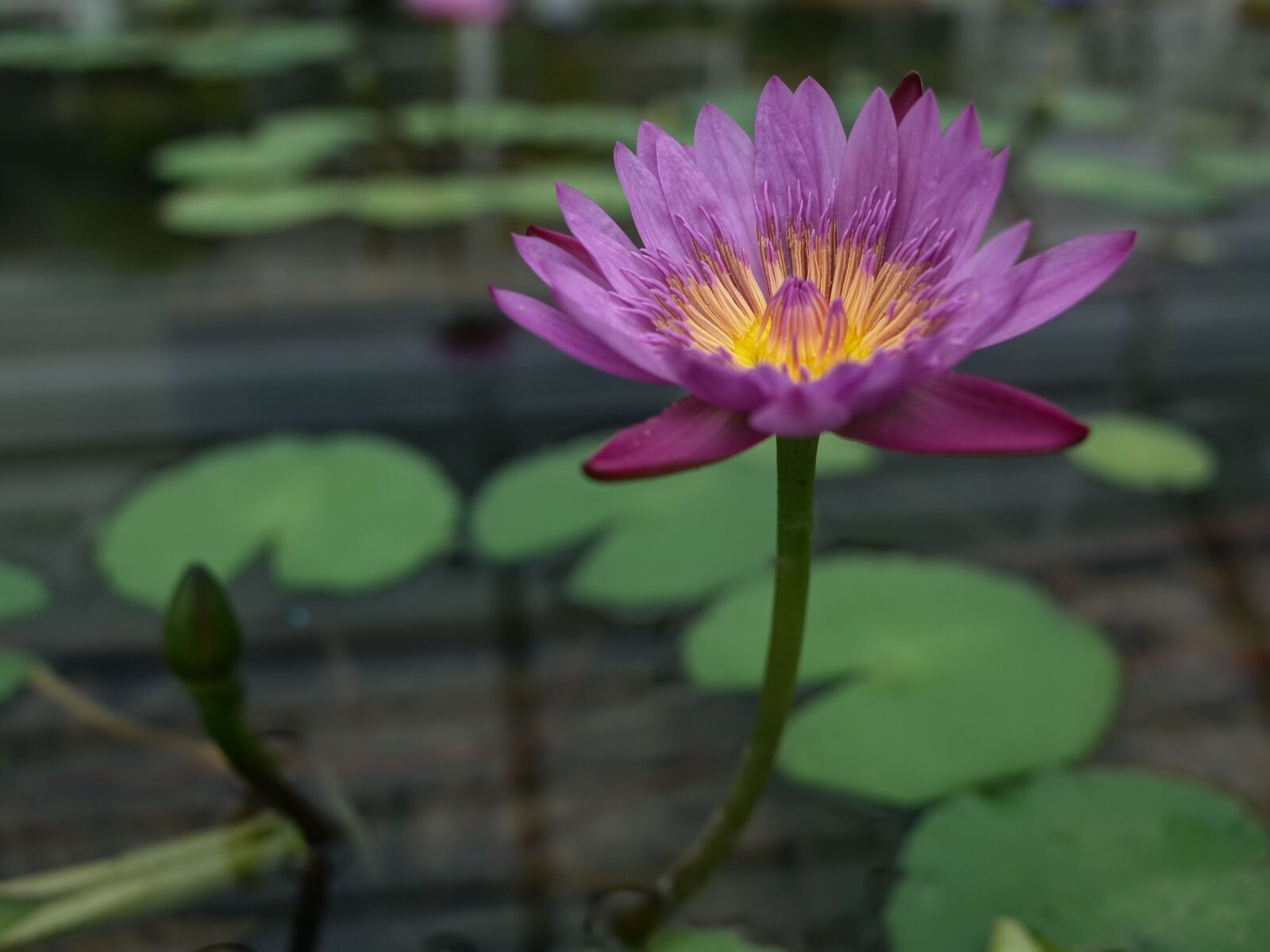 Ricoh GR II sample photo. Lotus, flower, pond photography