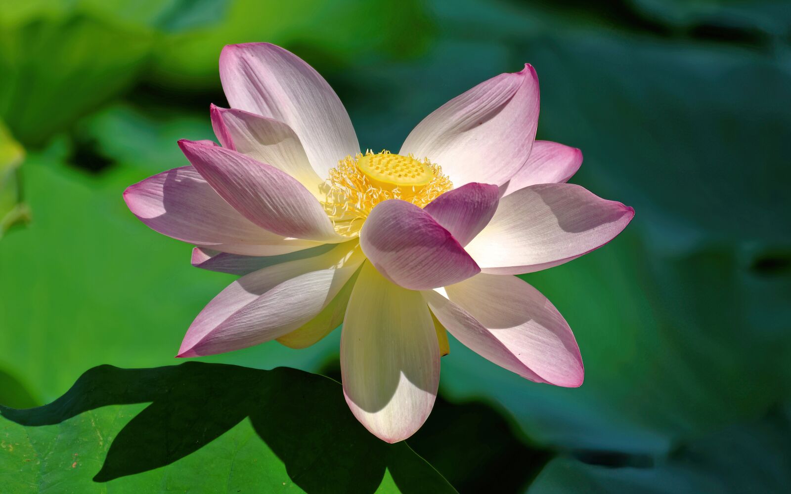 Nikon D5100 sample photo. Flower, lotus, petals photography