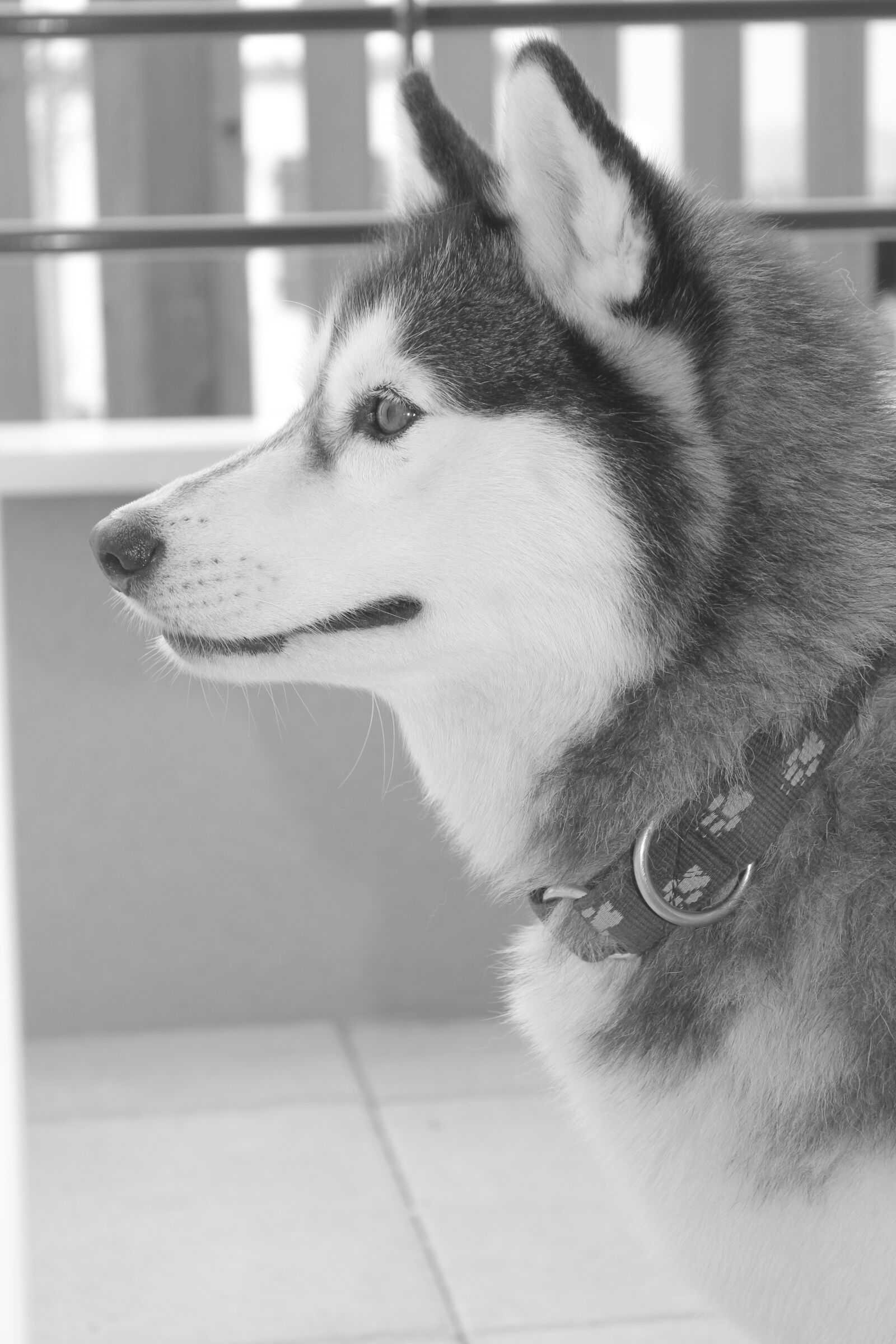 Canon EOS 550D (EOS Rebel T2i / EOS Kiss X4) sample photo. Husky, siberian, picture photography
