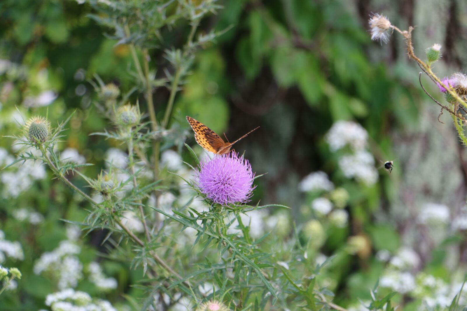 Canon EOS 70D sample photo. Butterfly, flower, nature photography
