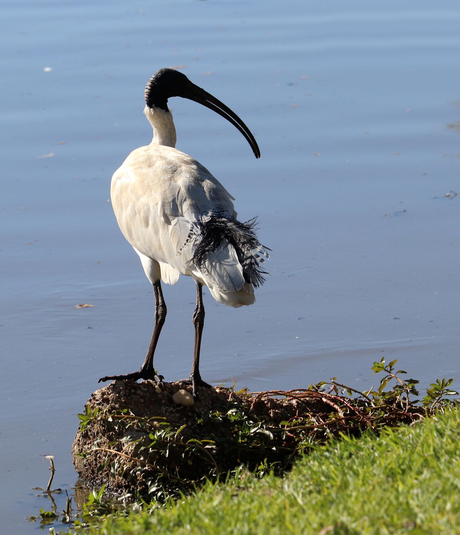 Canon EF-S 55-250mm F4-5.6 IS STM sample photo. Bird, ibis, wildlife photography