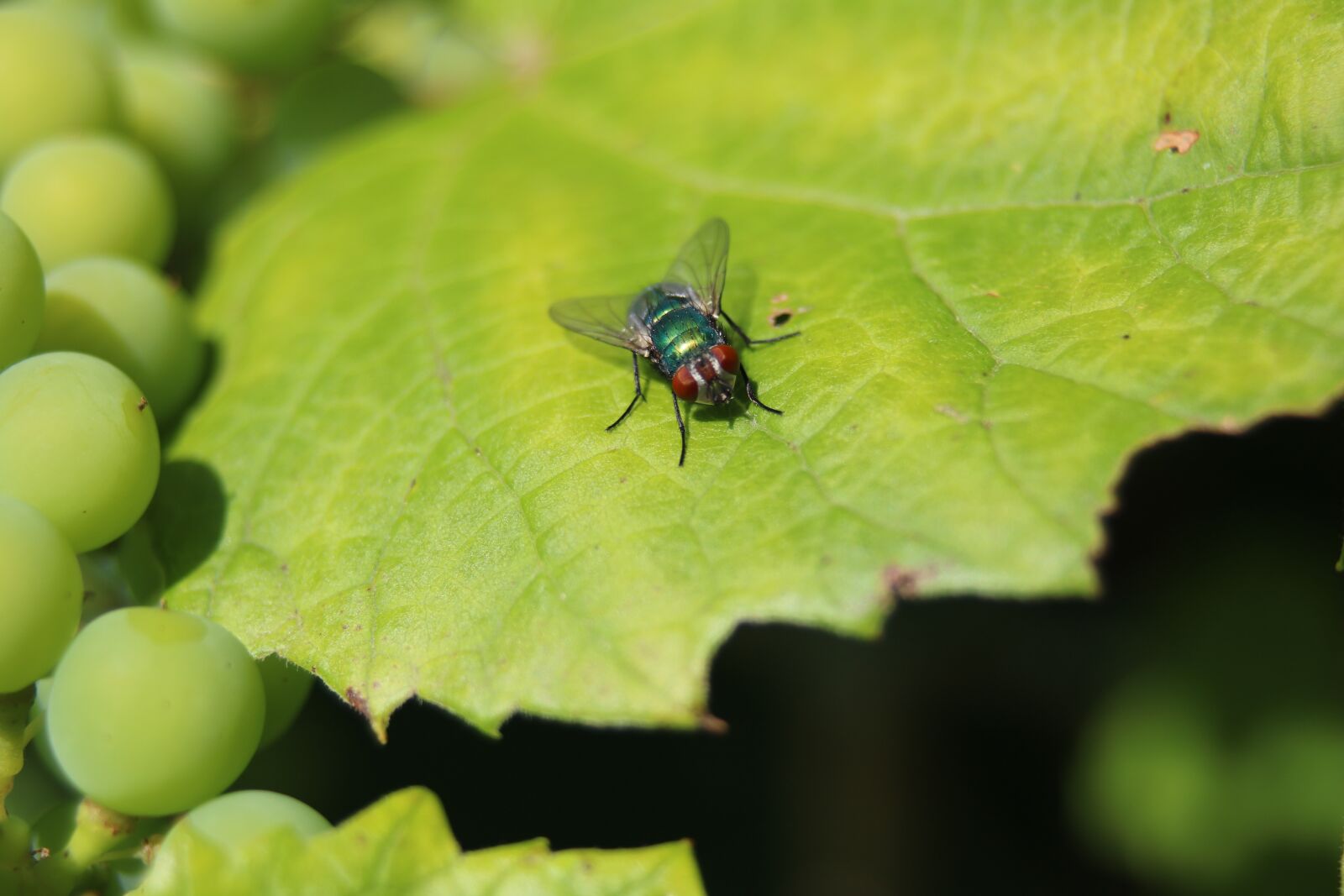 Canon EOS 760D (EOS Rebel T6s / EOS 8000D) sample photo. Fly, wine leaf, grapes photography