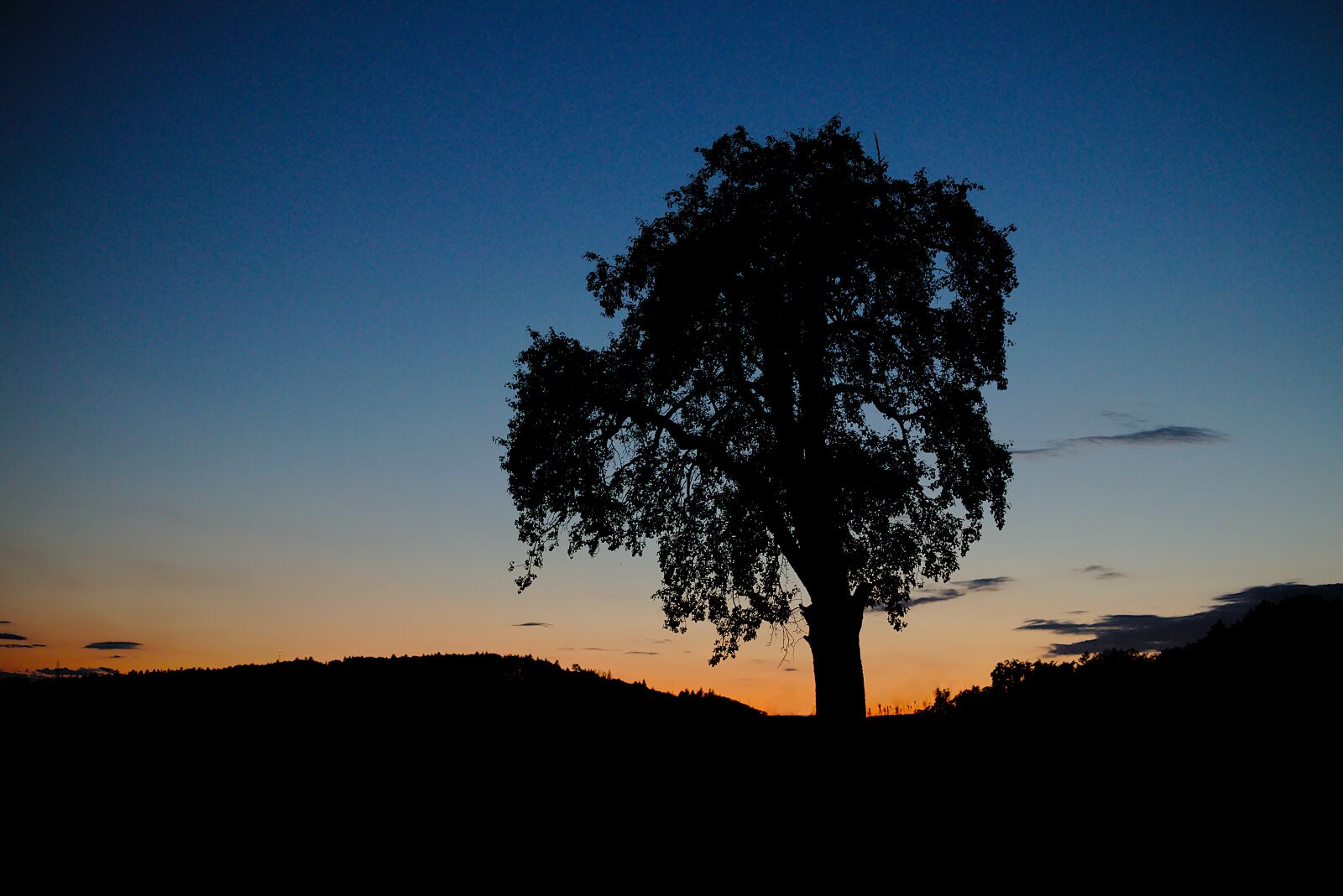 Canon EF-M 32mm F1.4 STM sample photo. Tree, twilight, blue hour photography