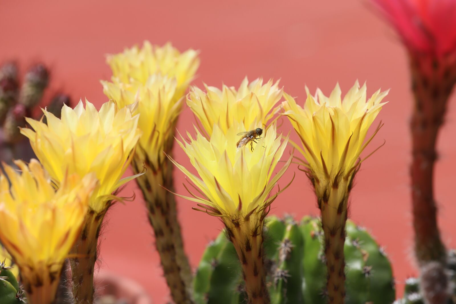 Canon EF 70-200mm F2.8L IS II USM sample photo. Cactus, flowers, bee photography