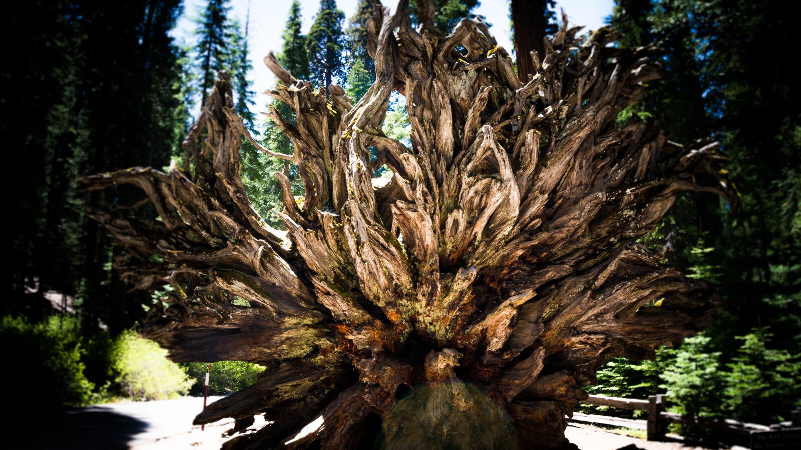 Sony Alpha NEX-3N sample photo. Dead, tree, fallen, tree photography