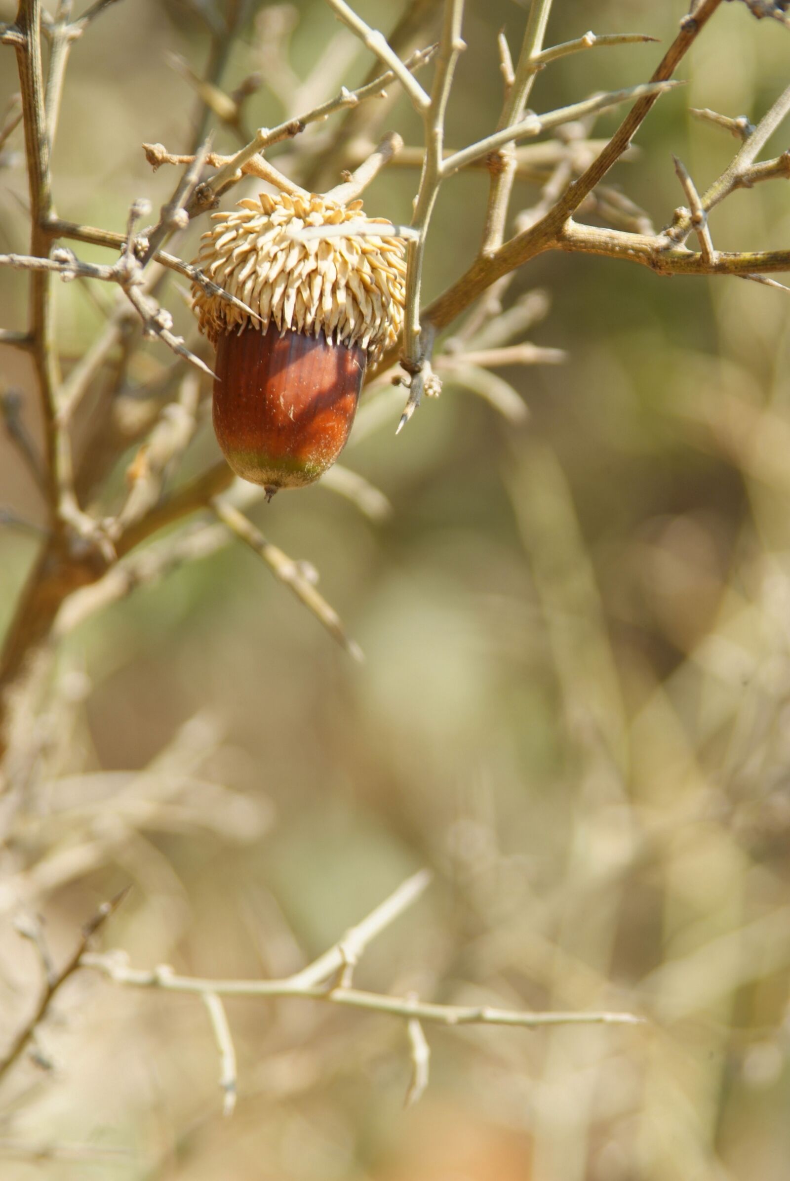 Fujifilm FinePix S3 Pro sample photo. Acorn, quercus ithaburensis, mount photography