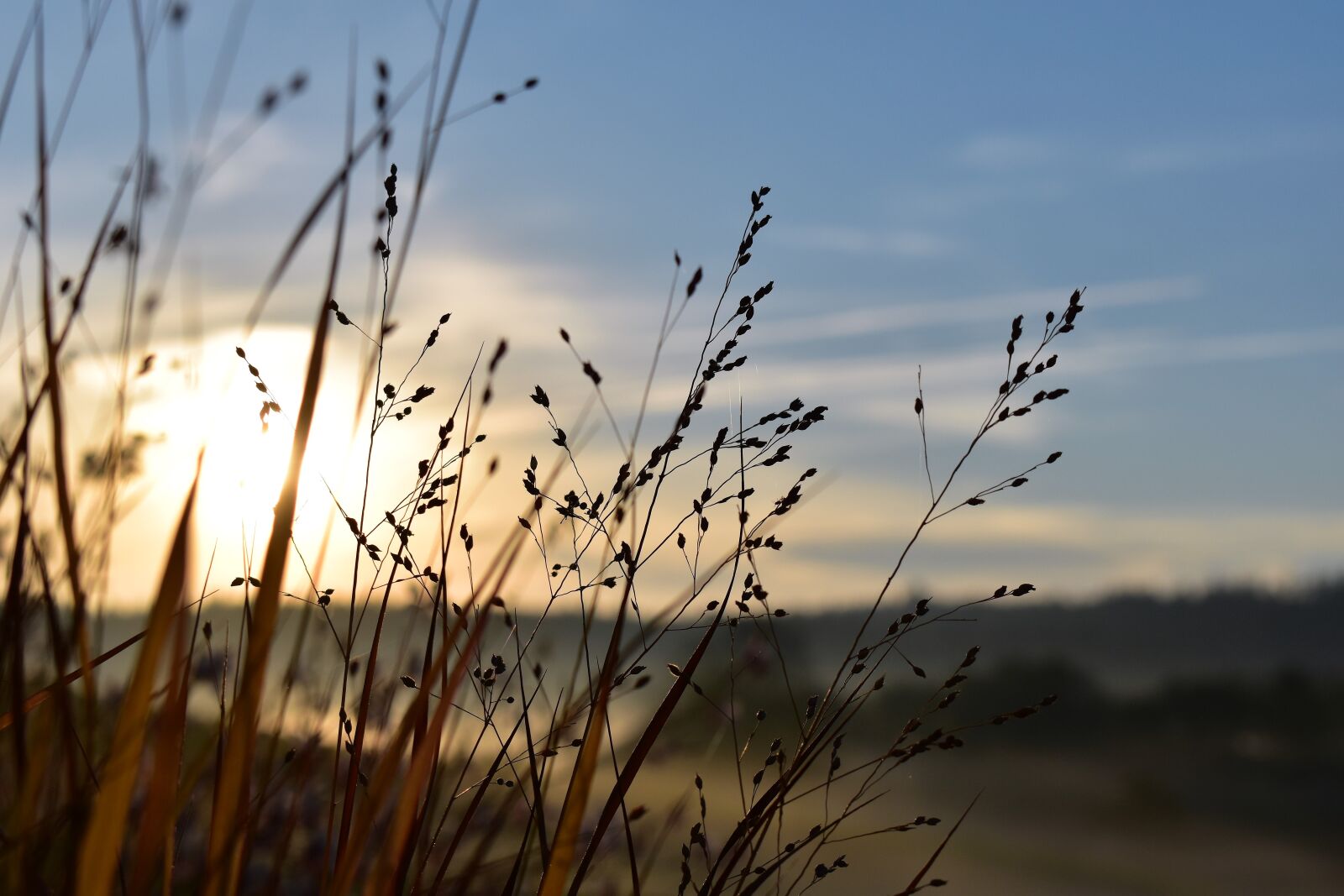 Nikon D5500 sample photo. Grasses, nature, backlighting photography