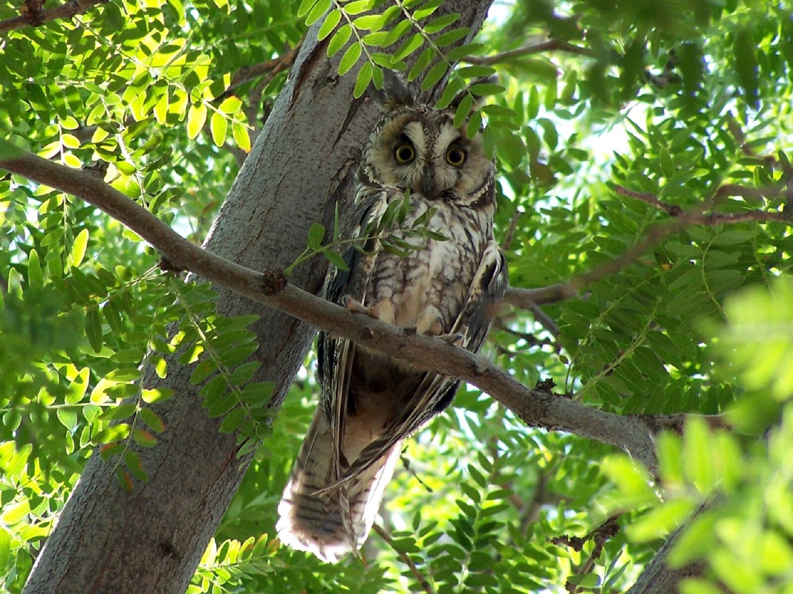 Kodak DX7590 ZOOM DIGITAL CAMERA sample photo. Long eared owl, bird photography