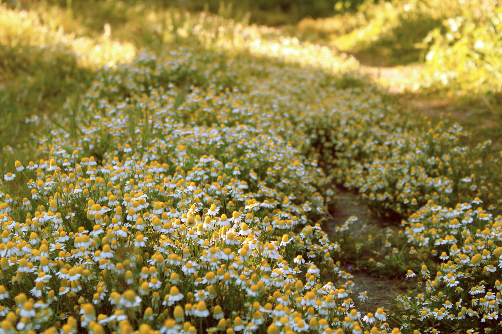 Canon EOS 1300D (EOS Rebel T6 / EOS Kiss X80) sample photo. Background, daisy, field, flower photography