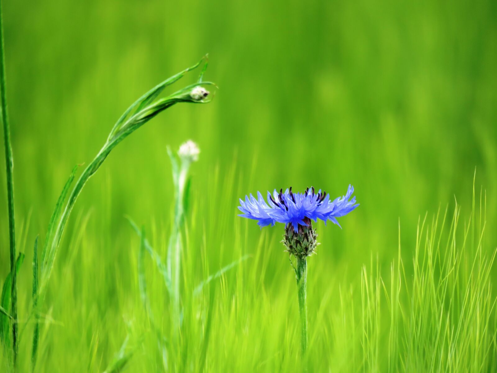 Canon PowerShot SX60 HS sample photo. Cornflower, blue, blossom photography