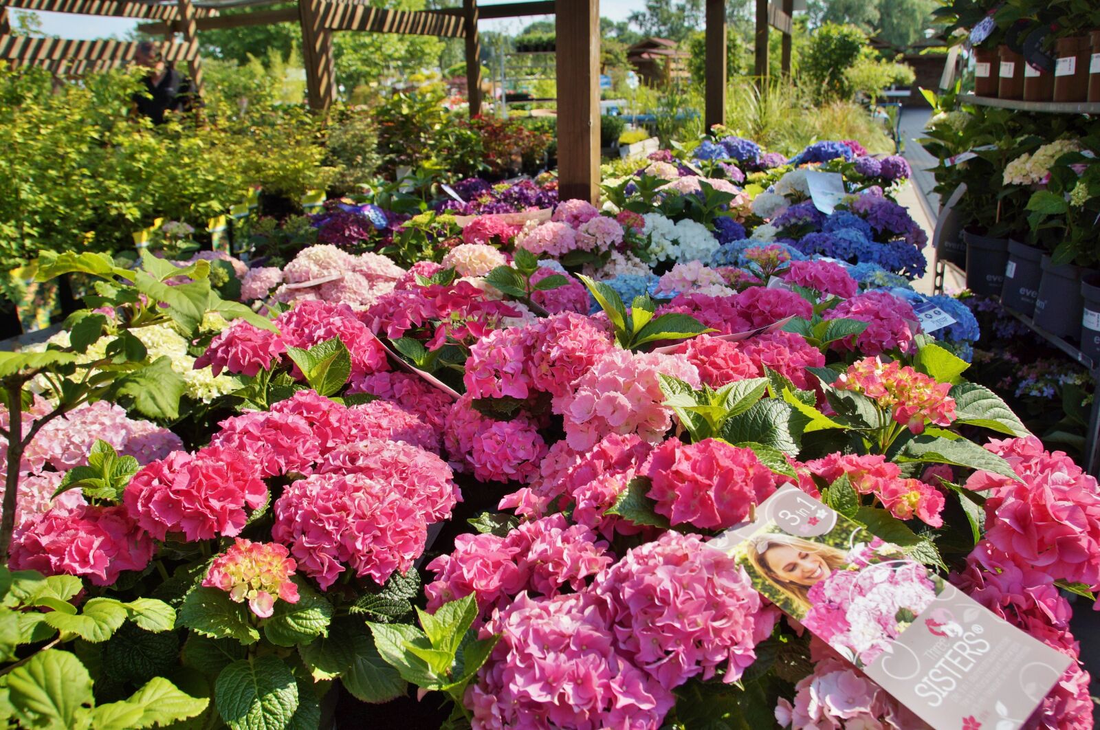 Sony SLT-A58 sample photo. Hydrangea, pink, large photography