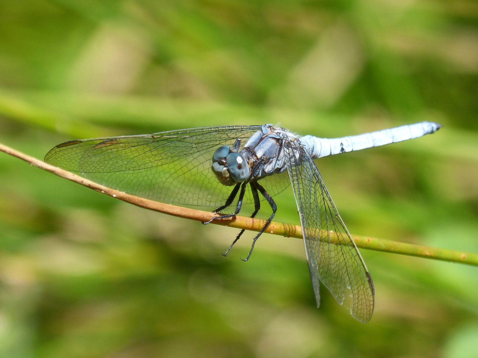 Panasonic DMC-FZ62 sample photo. Dragonfly aul, branch, greenery photography