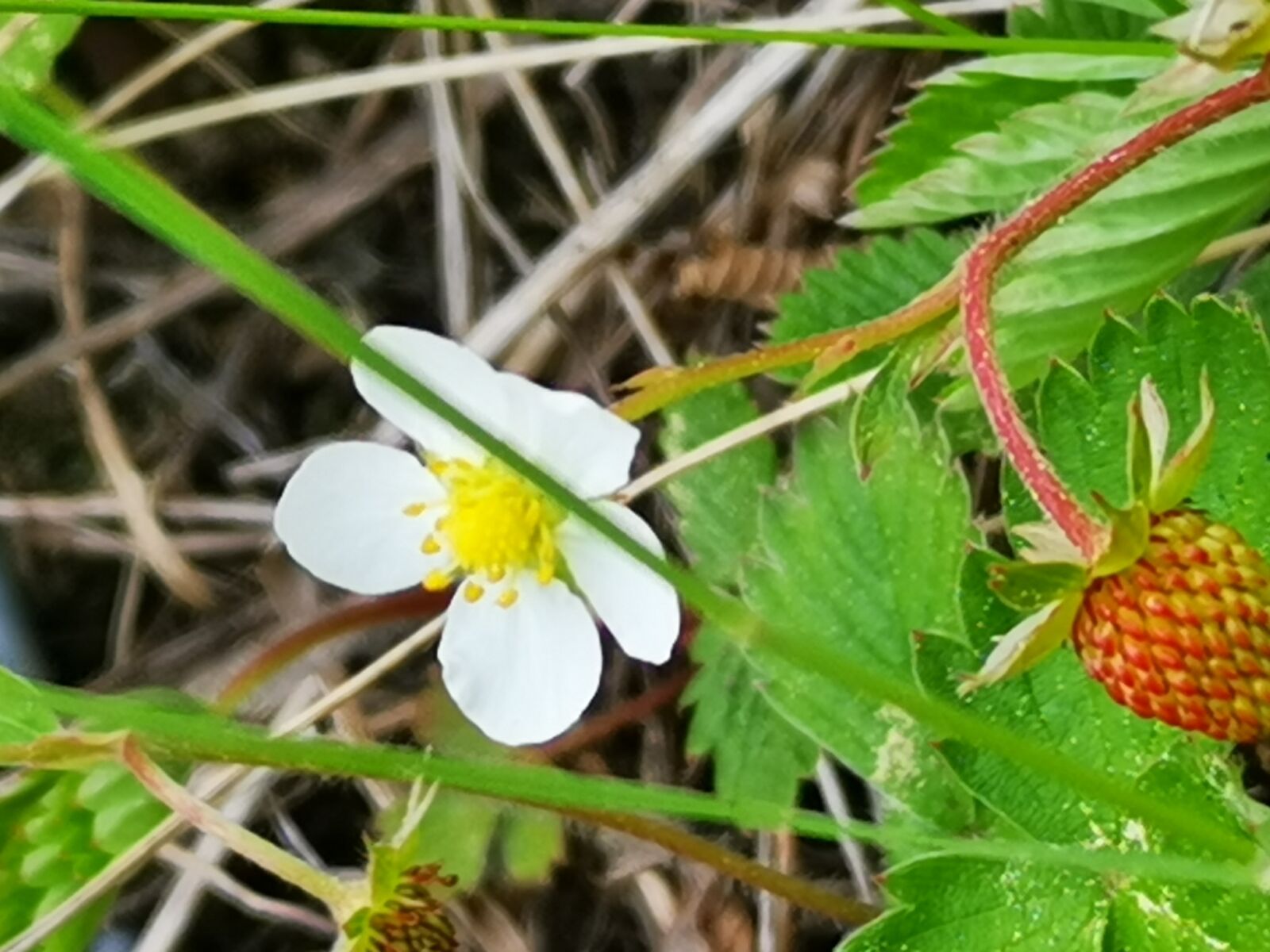 HUAWEI LYA-L29 sample photo. Nature, blossom, bloom photography