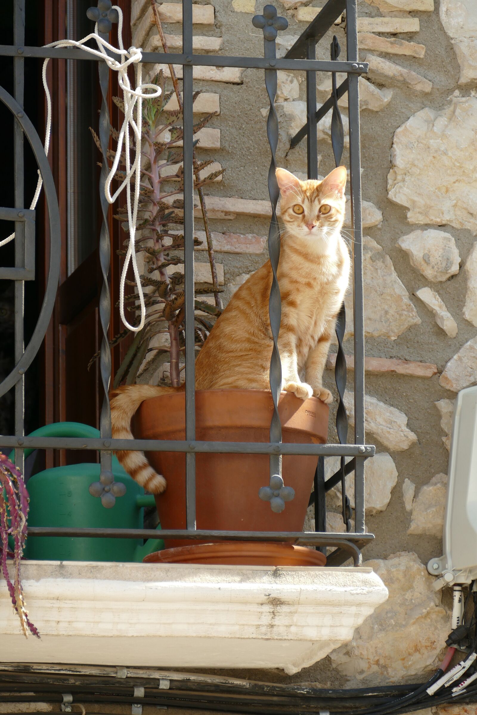 Panasonic Lumix DMC-FZ1000 sample photo. Cat, cats, pet photography