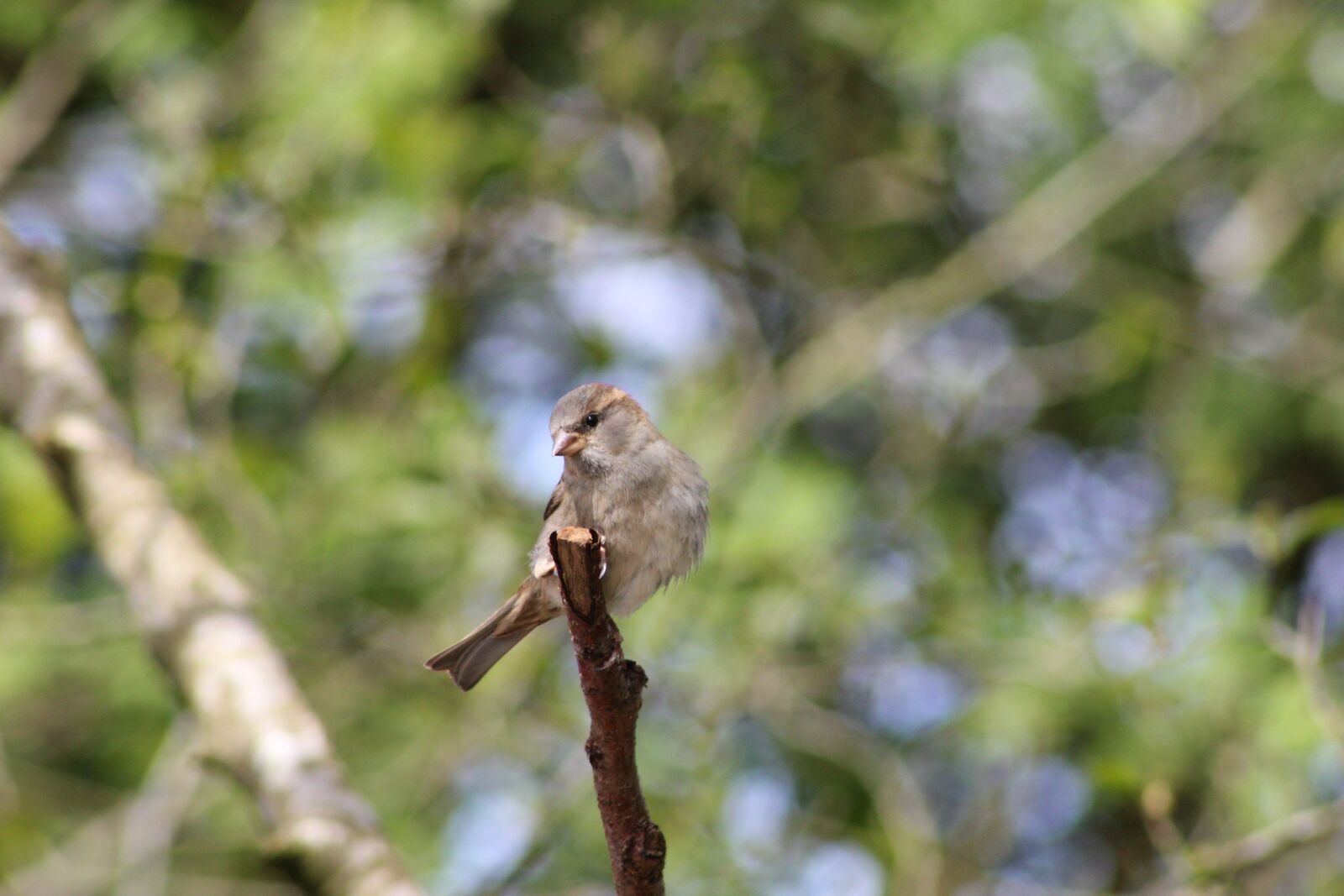 Canon EOS 550D (EOS Rebel T2i / EOS Kiss X4) sample photo. Bird, perched, small bird photography