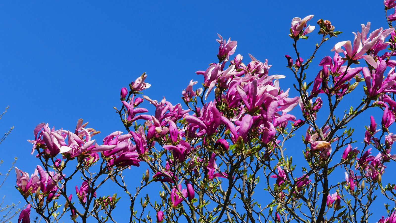 Panasonic Lumix DMC-FZ1000 sample photo. Magnolia, flowers, spring photography