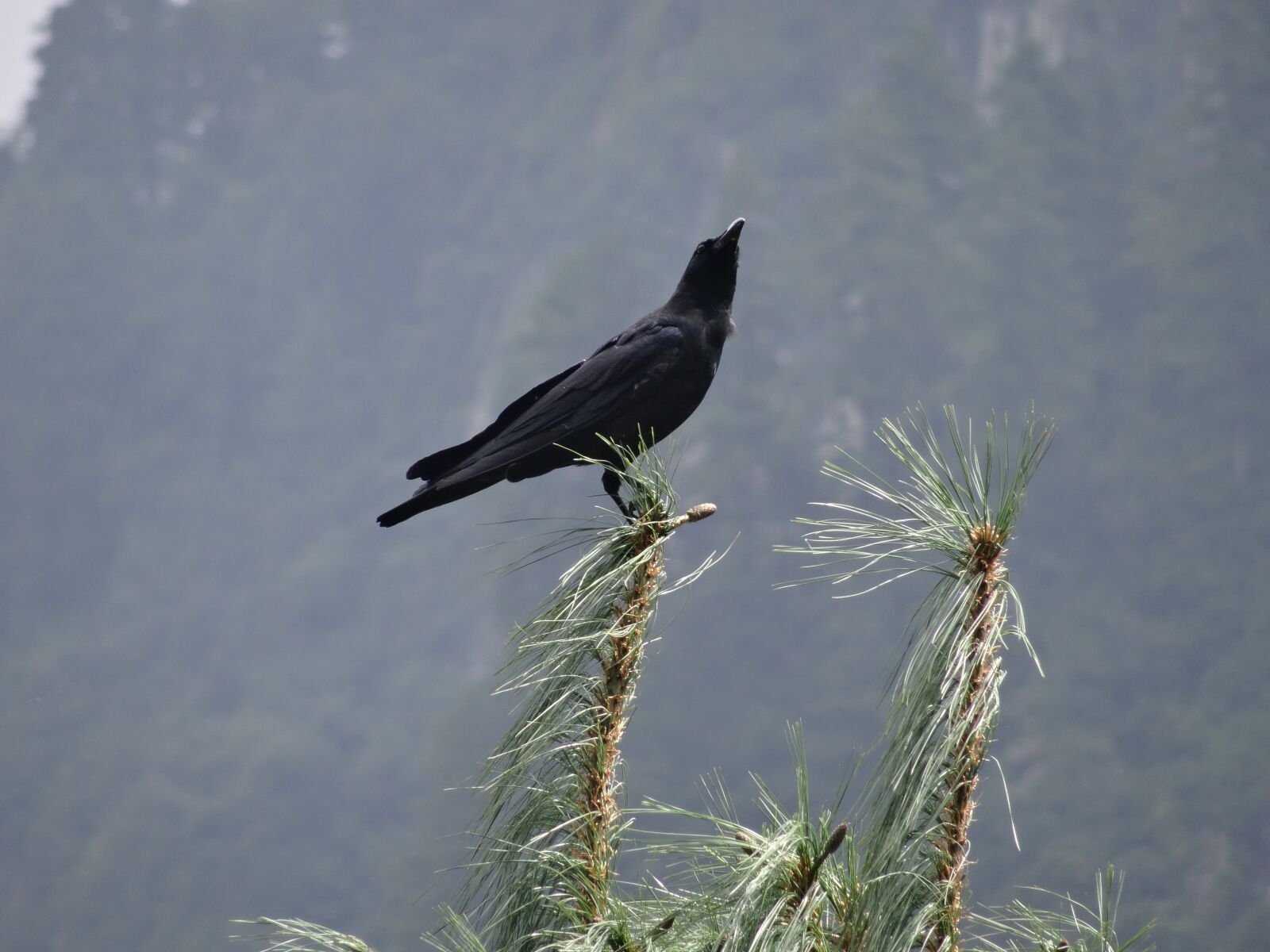 Sony DSC-HX50 sample photo. Crow, bird, tree photography