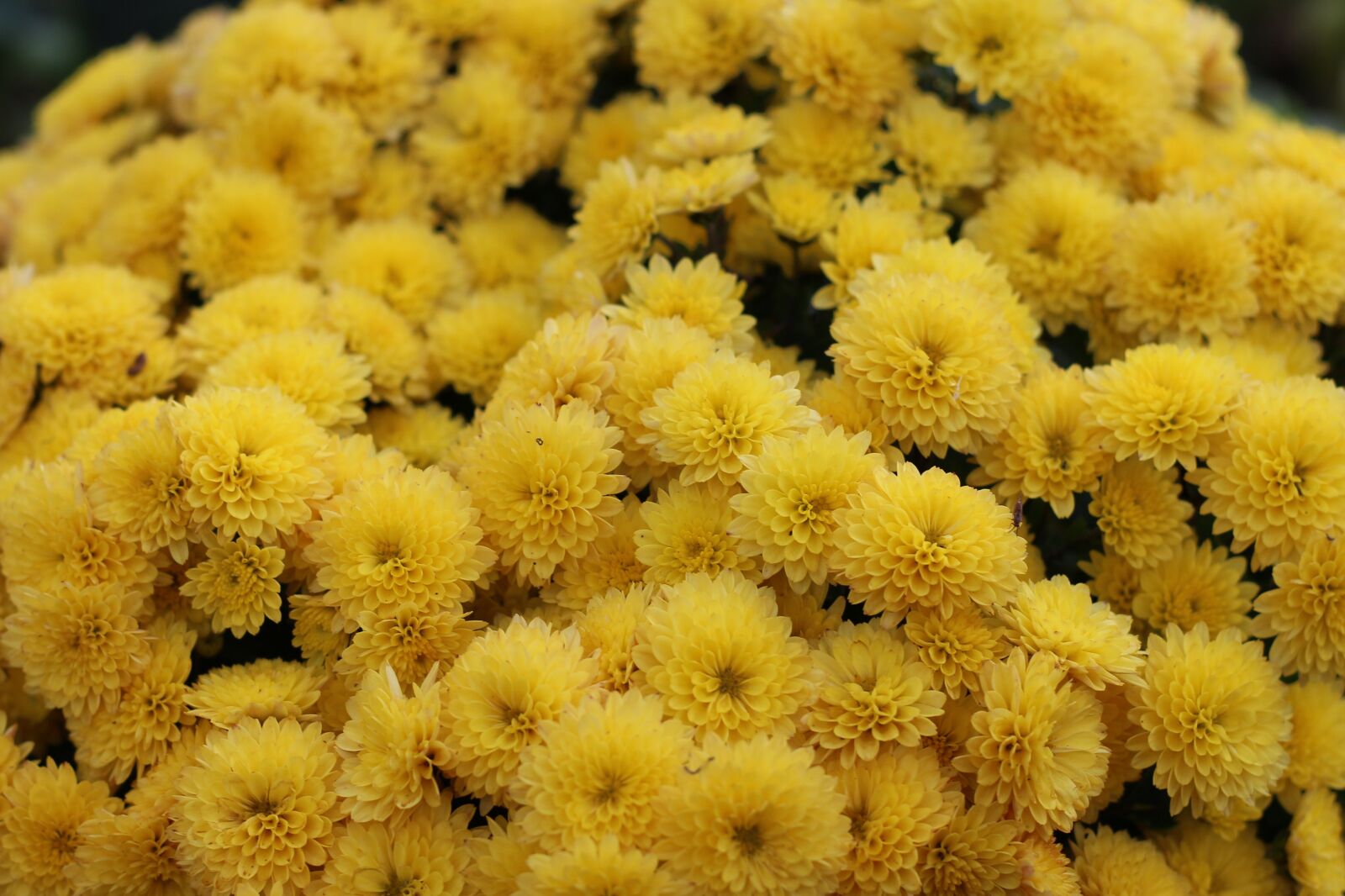 Canon EOS 700D (EOS Rebel T5i / EOS Kiss X7i) sample photo. Chrysanthemum, yellow flowers, nature photography