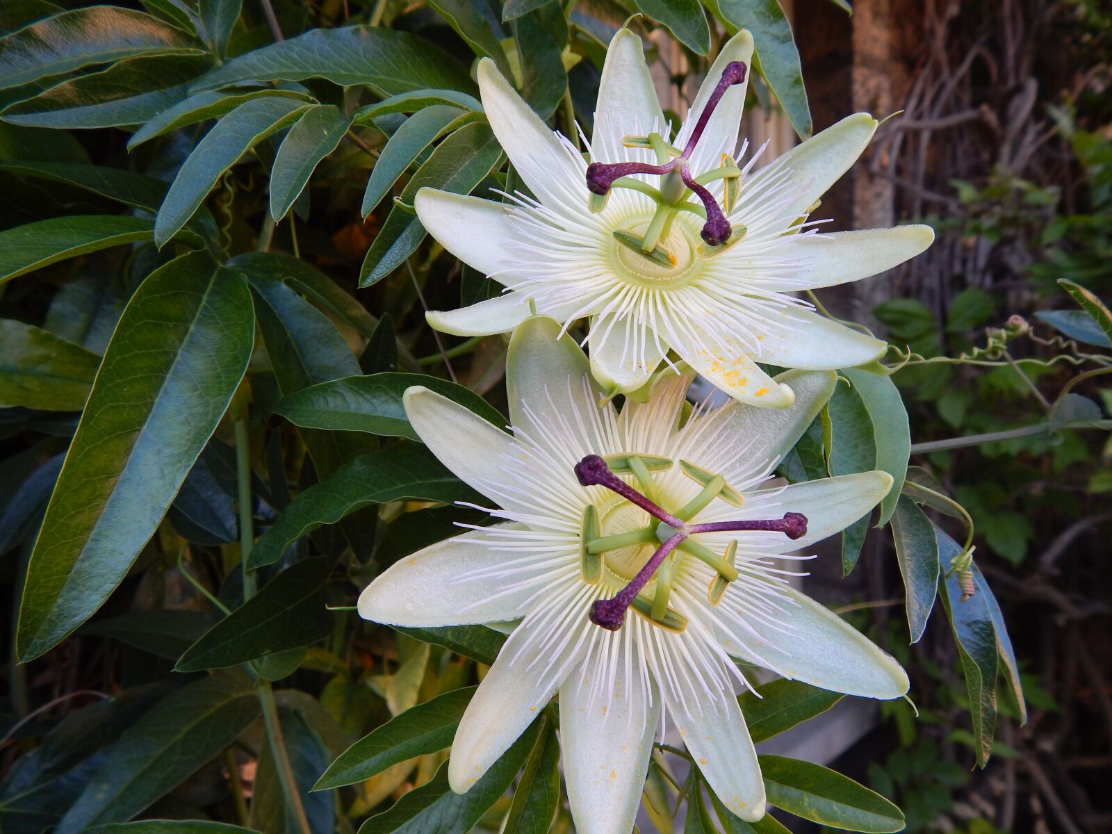 Nikon Coolpix L820 sample photo. Passionflower, passiflora, white blossoms photography