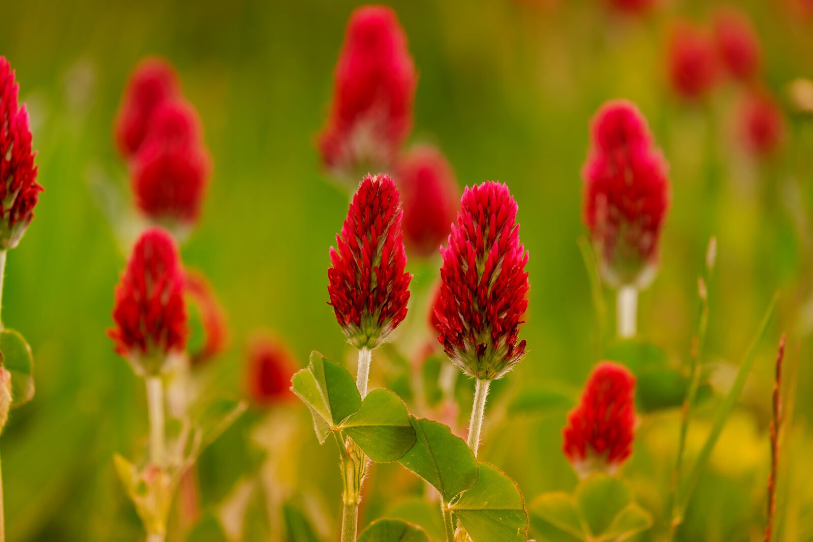 Fujifilm XF 55-200mm F3.5-4.8 R LM OIS sample photo. Klee, rose clover, trifolium photography