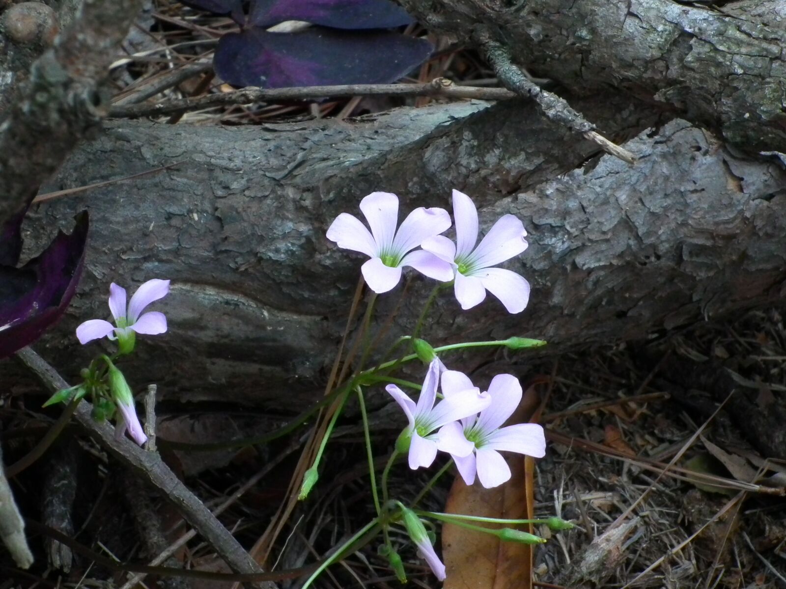 FujiFilm FinePix HS10 (FinePix HS11) sample photo. Wildflowers, nature, outdoors photography