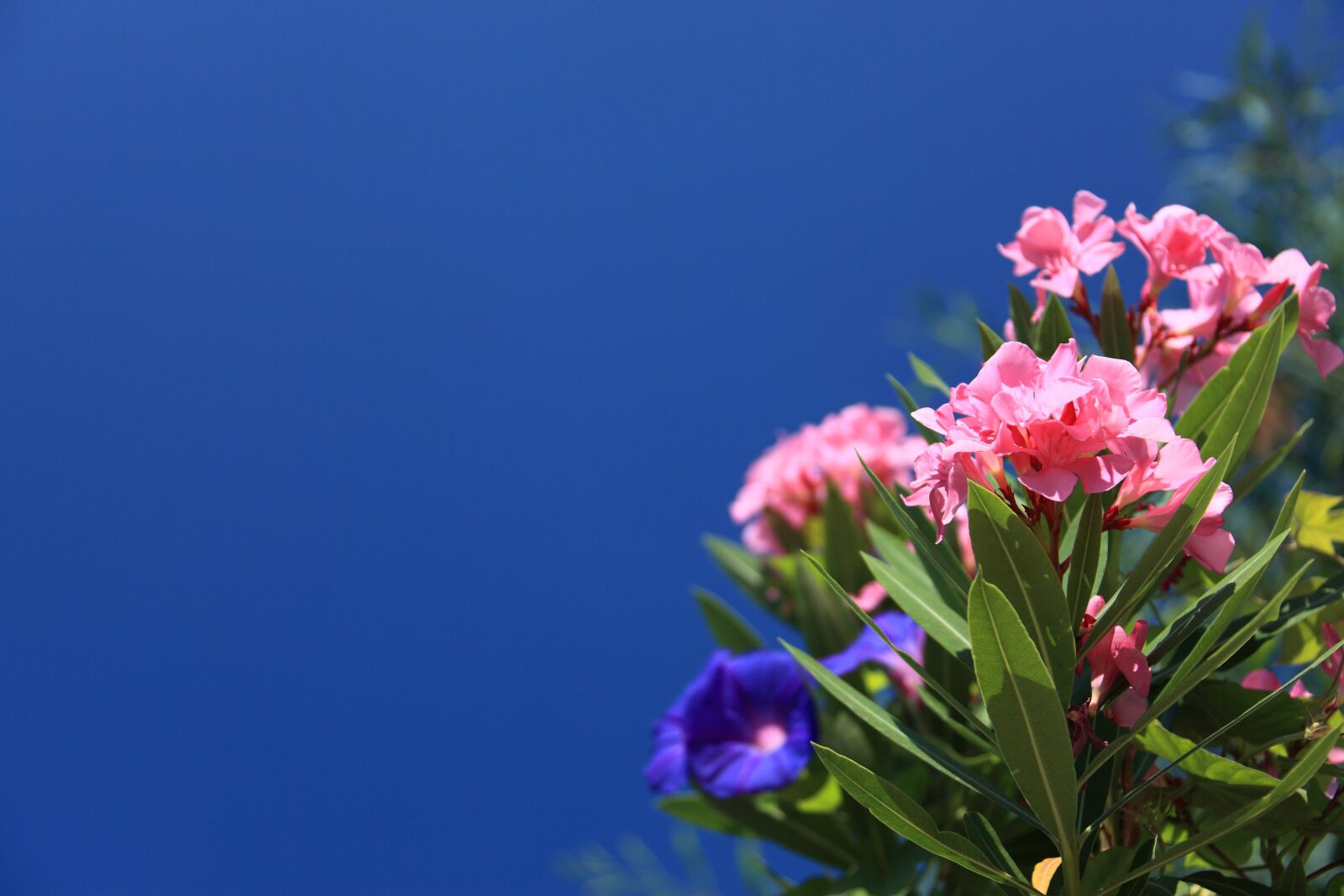 Canon EOS 5D Mark II sample photo. Background, beautiful, bloom, blossom photography