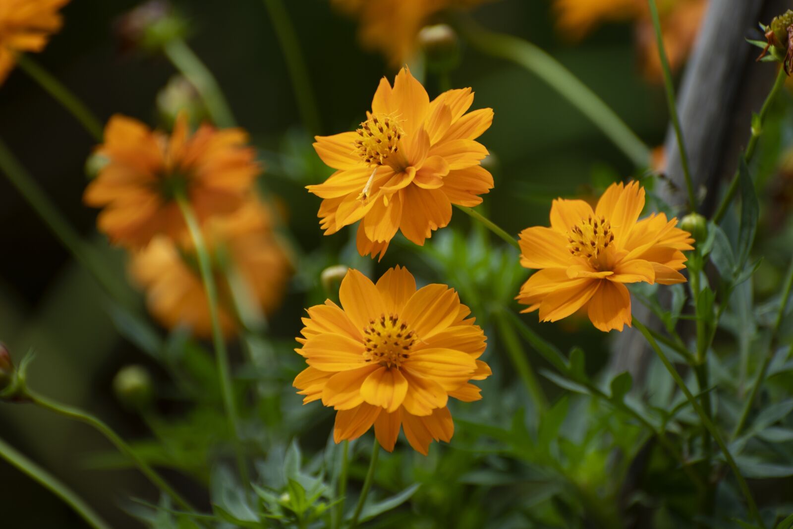 Nikon D7500 sample photo. Flowers, yellow flowers, blossom photography