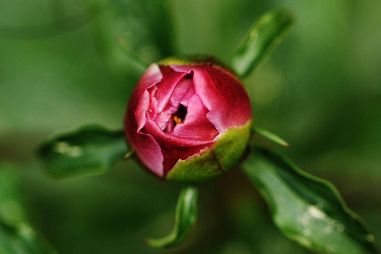 Canon EOS 7D Mark II sample photo. Rose, rosebud, flower photography
